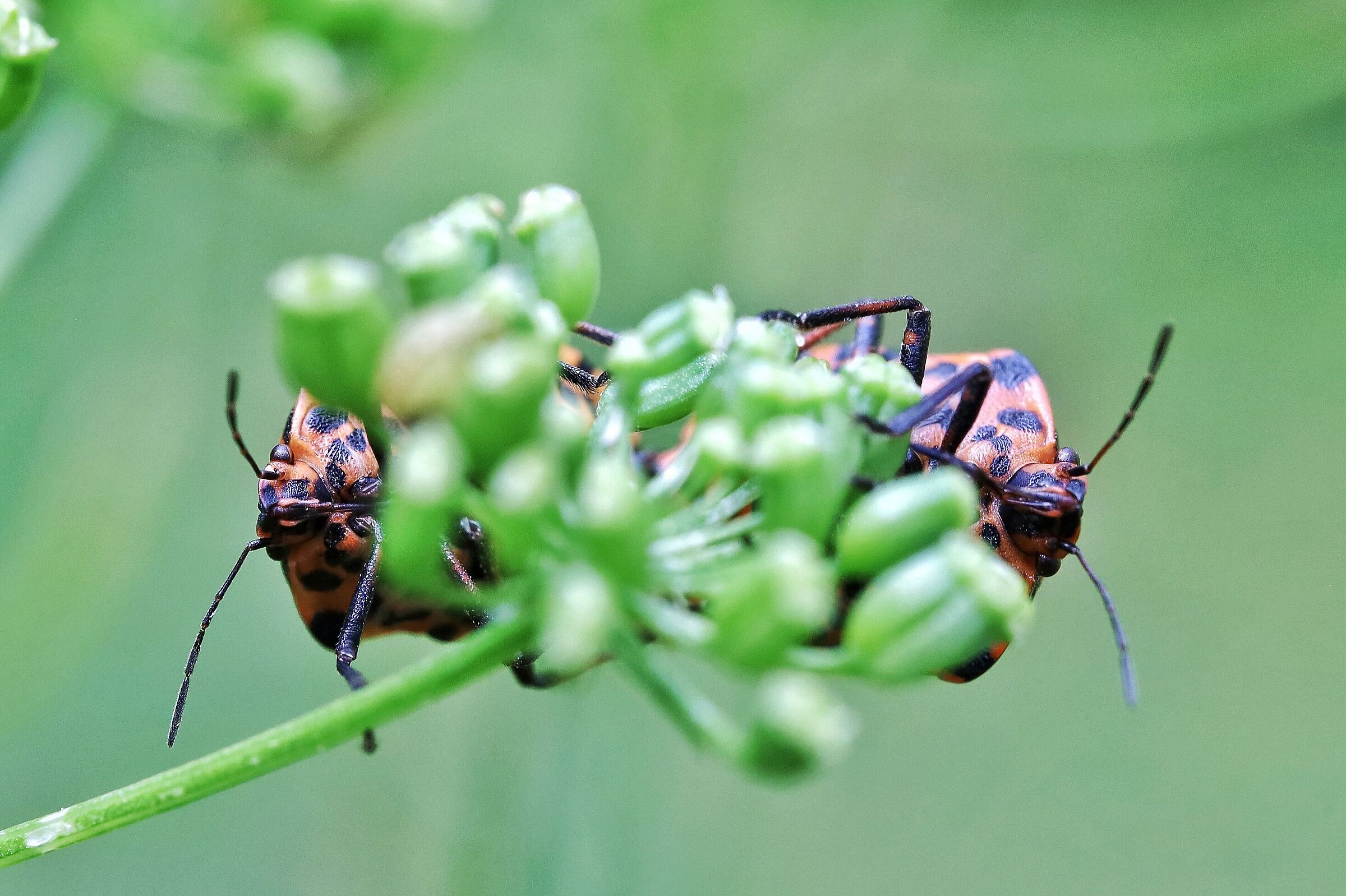 Graphosoma italicum