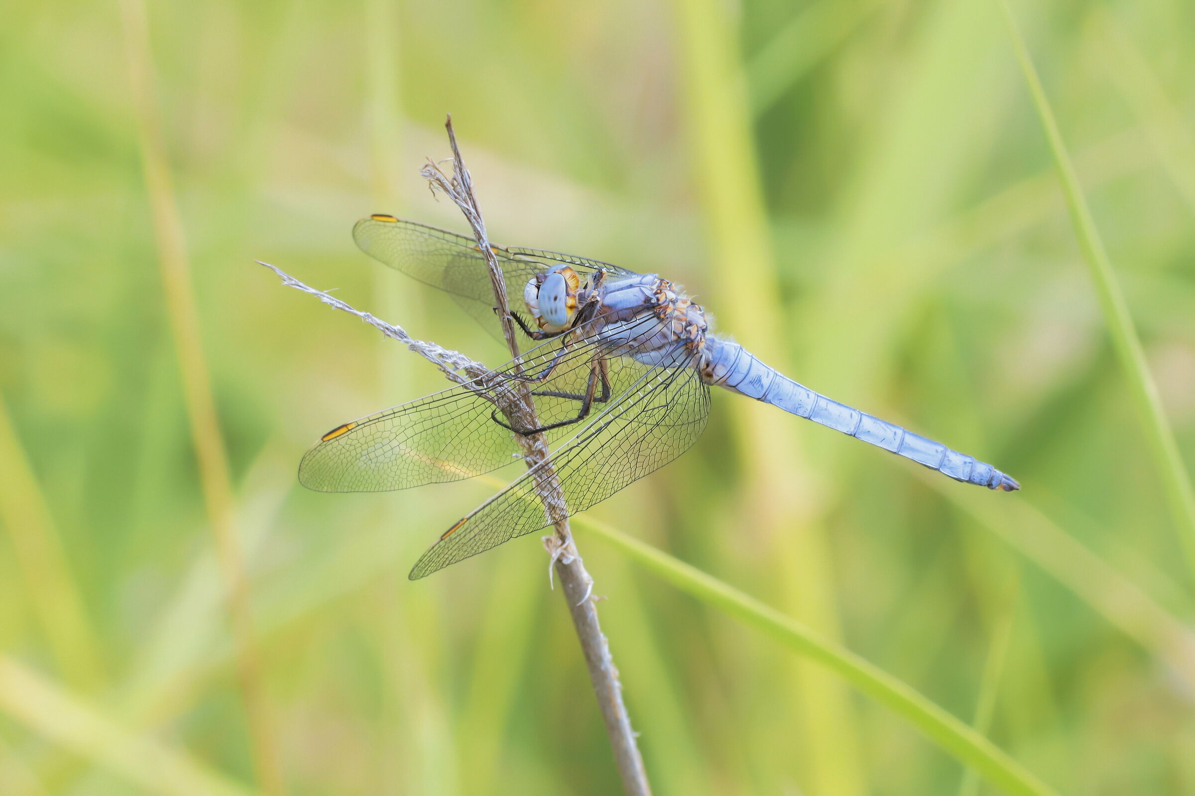 Orthetrum brunneum male