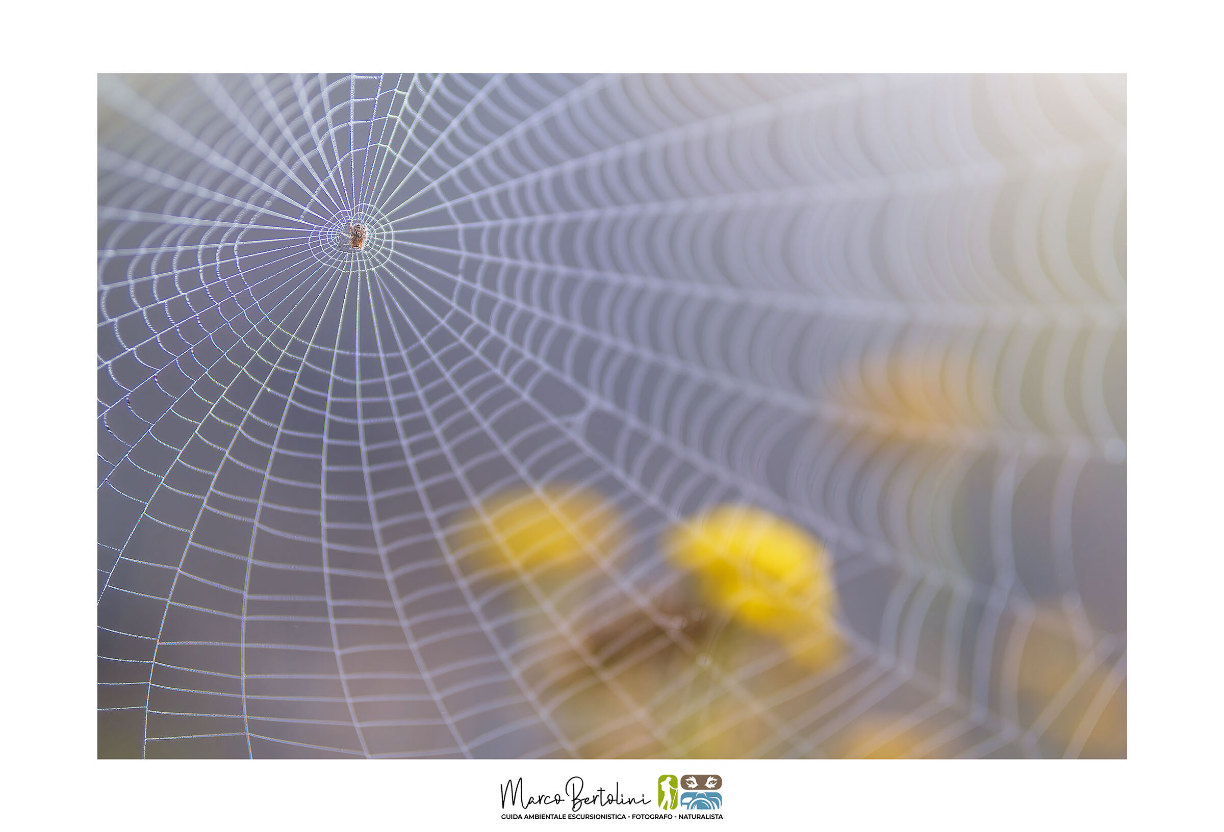 The web