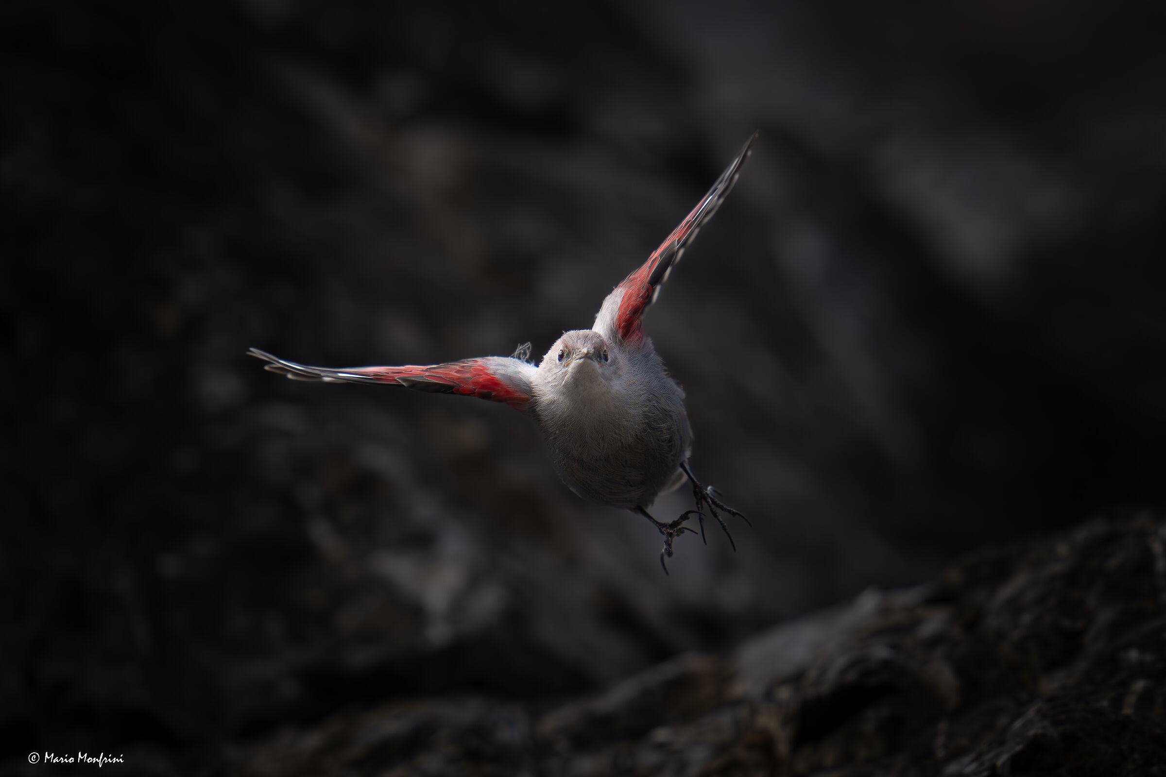 Wallcreeper