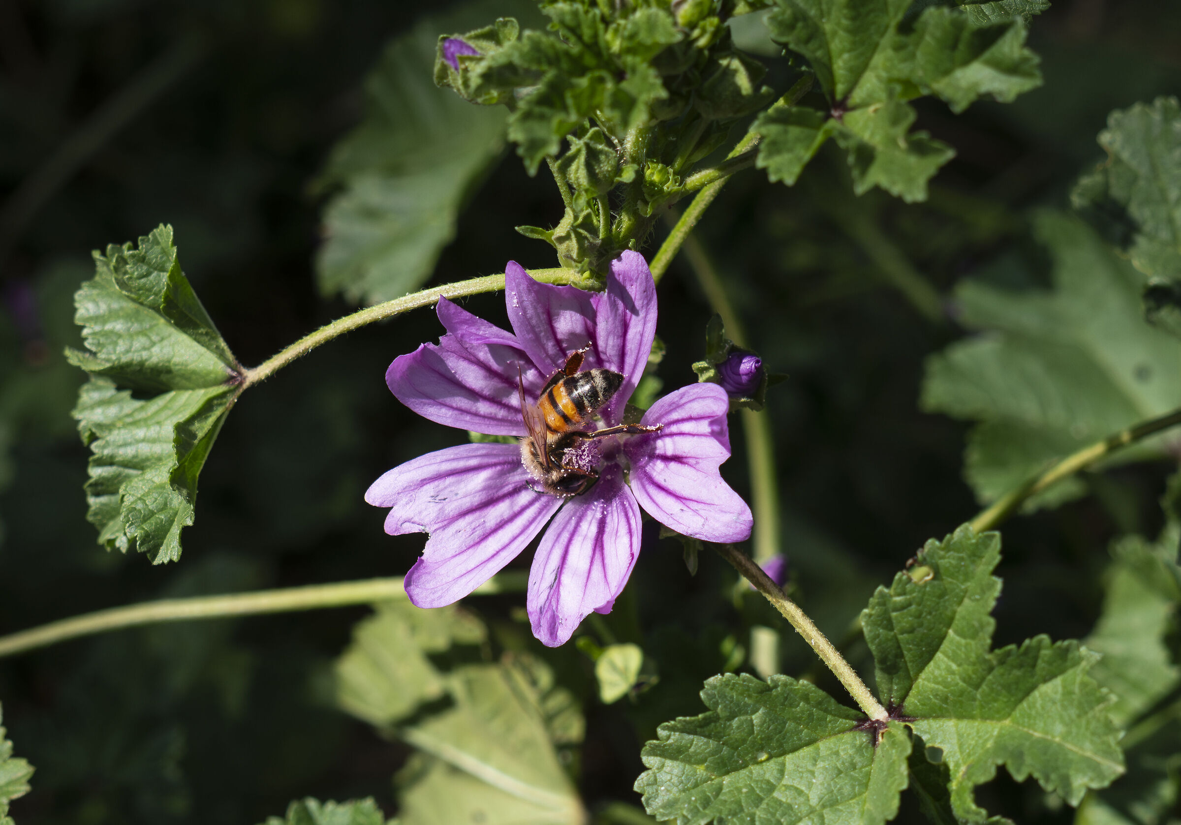 Apis mellifera su Malva sylvestris