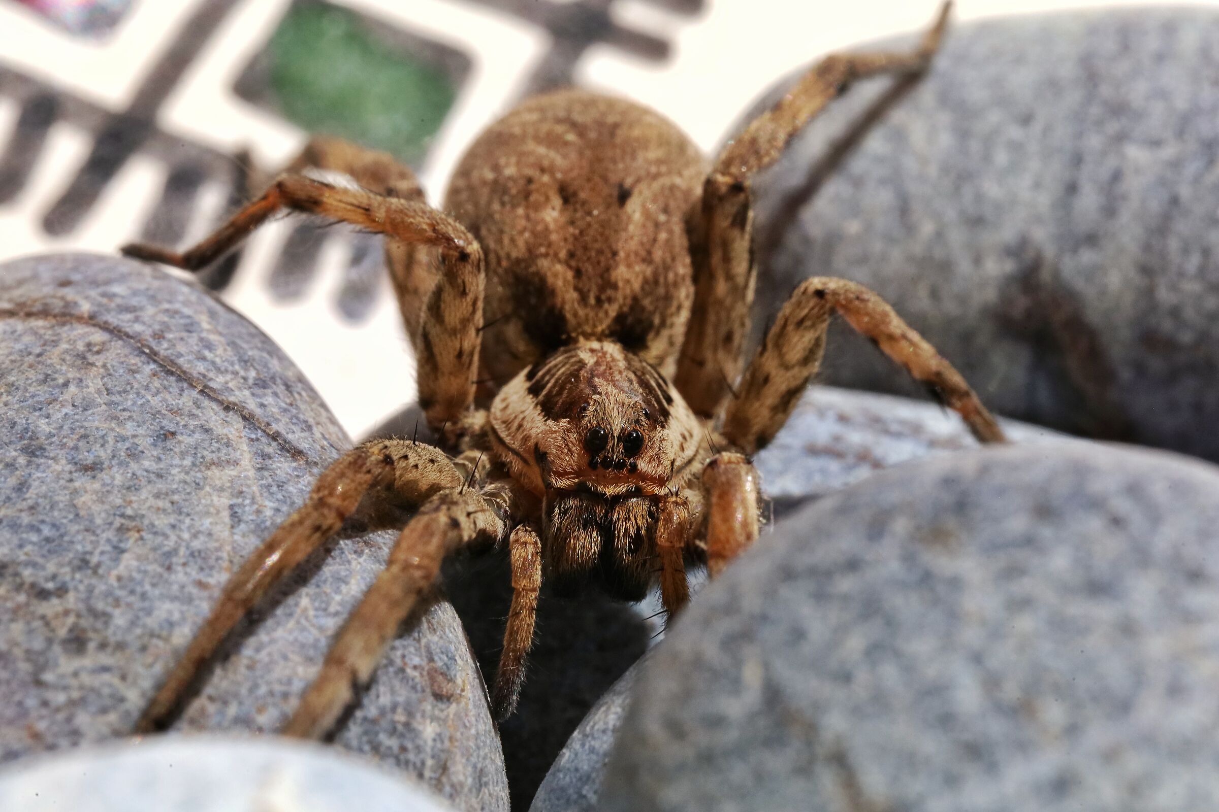 Hogna radiata &female;