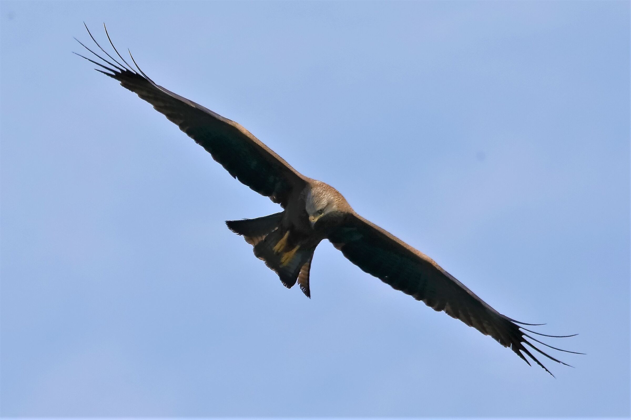 Nibbio bruno 06-04-2023