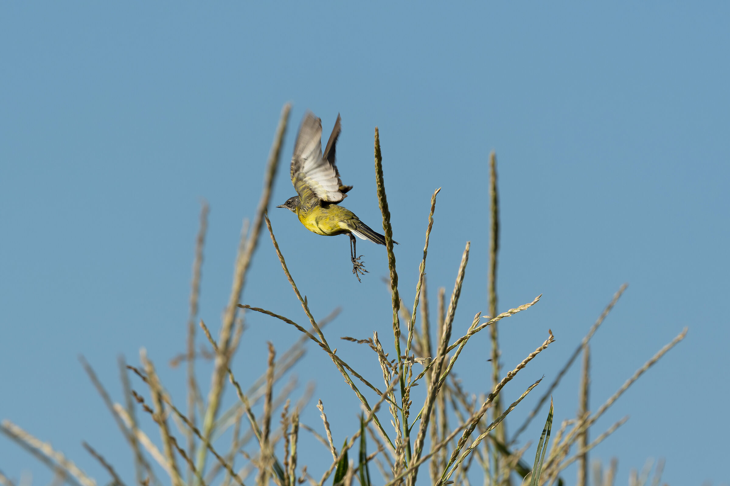 Cutrettola gialla all'imbrunire