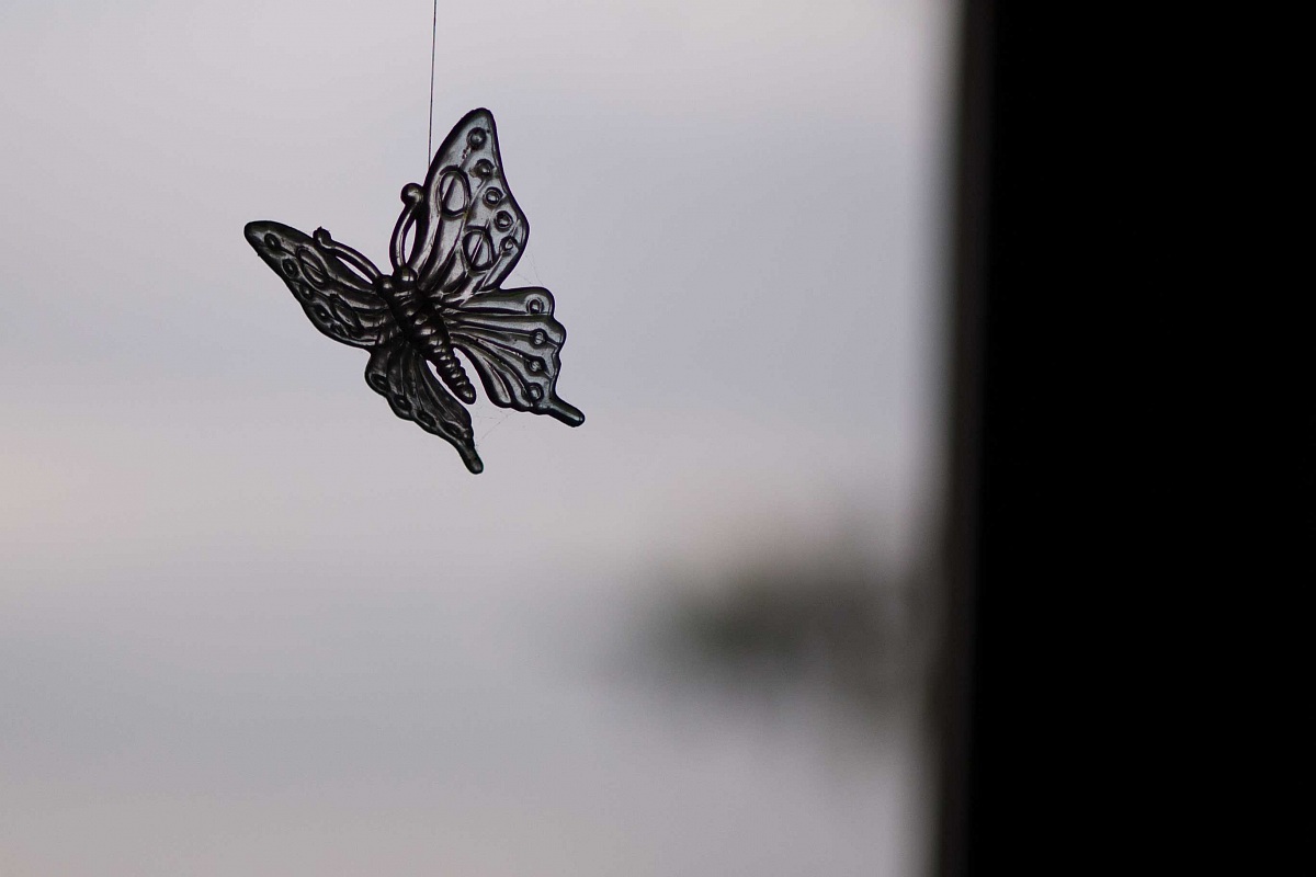 Farfalla in controluce