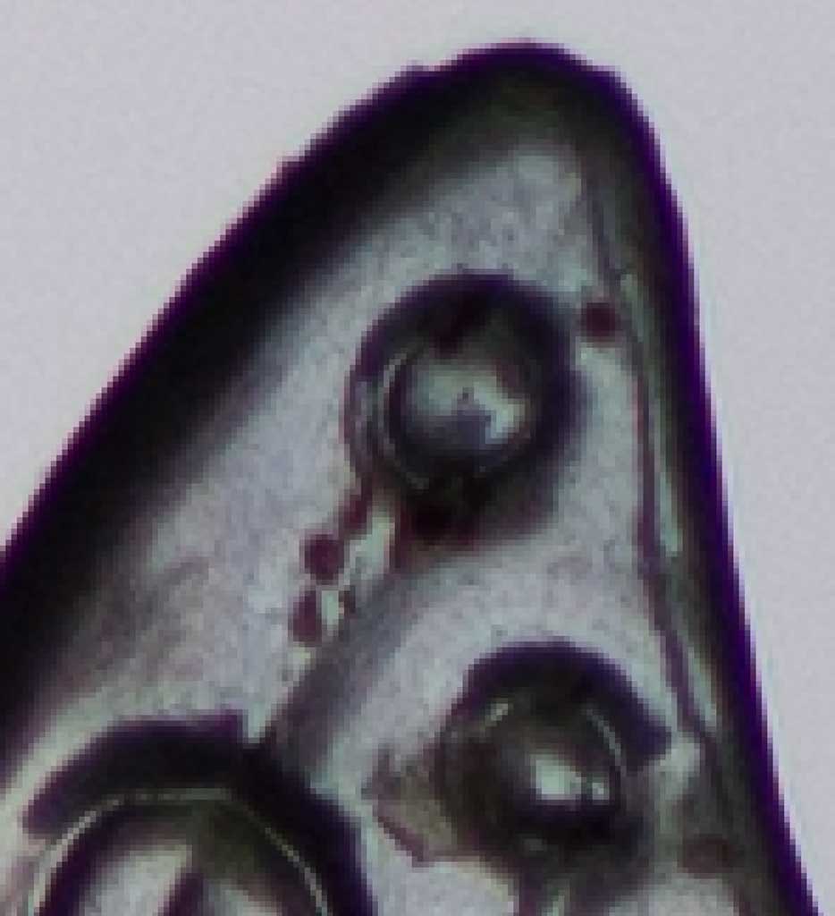 Particolare bordo della farfalla con croop 500%