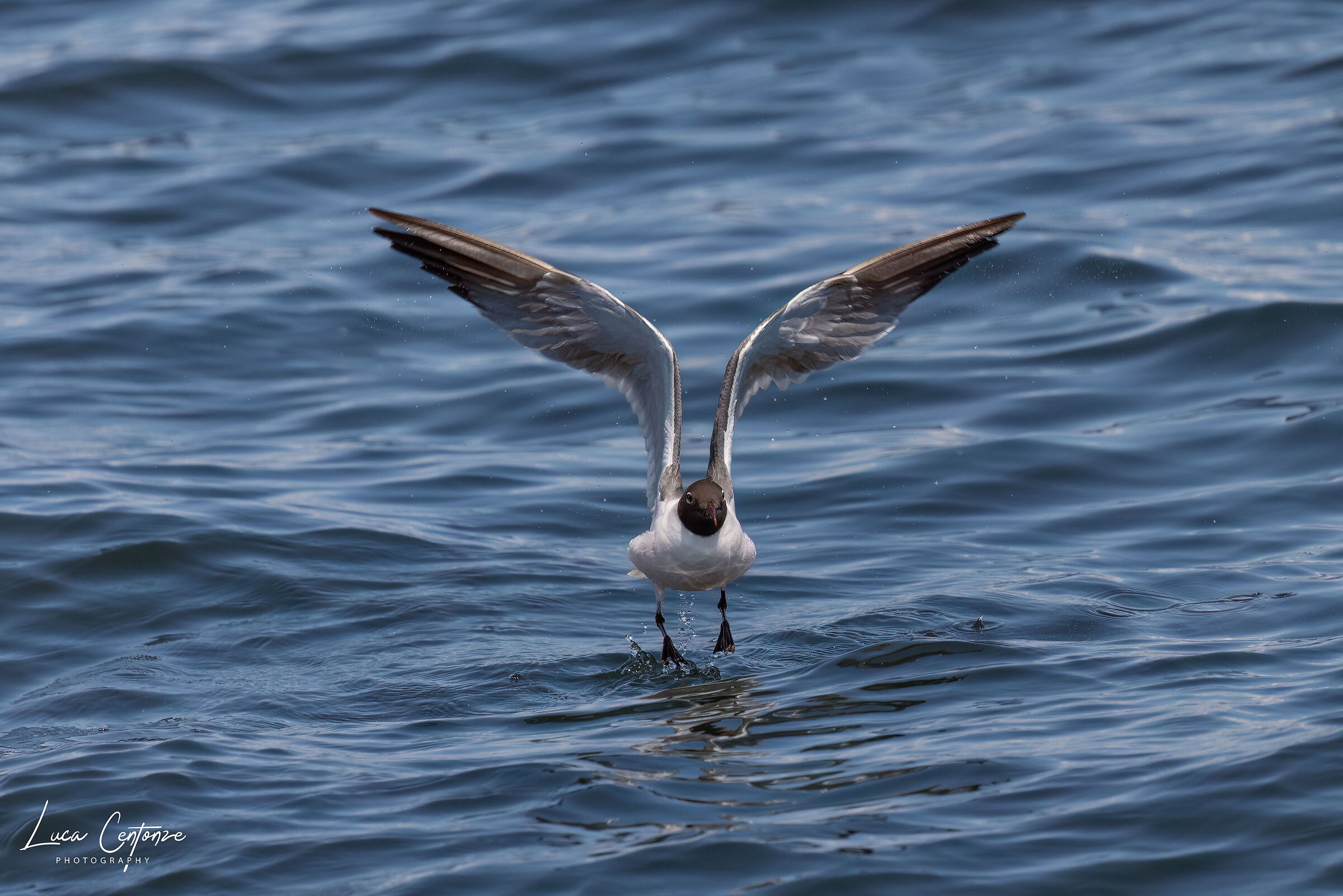 Laughing Gull (Leucophaeus atricilla)