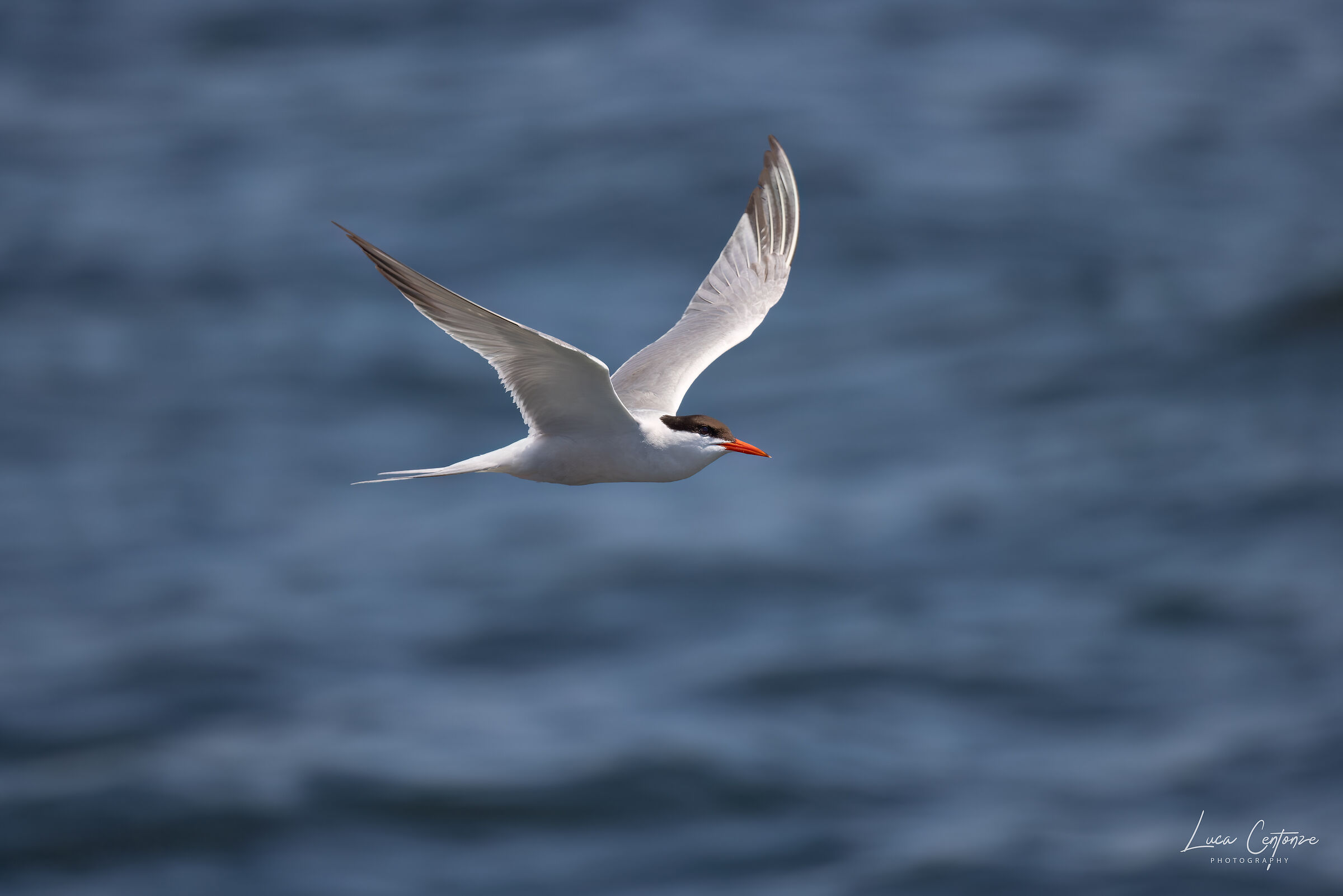 Common Tern (Sterna hirundo)