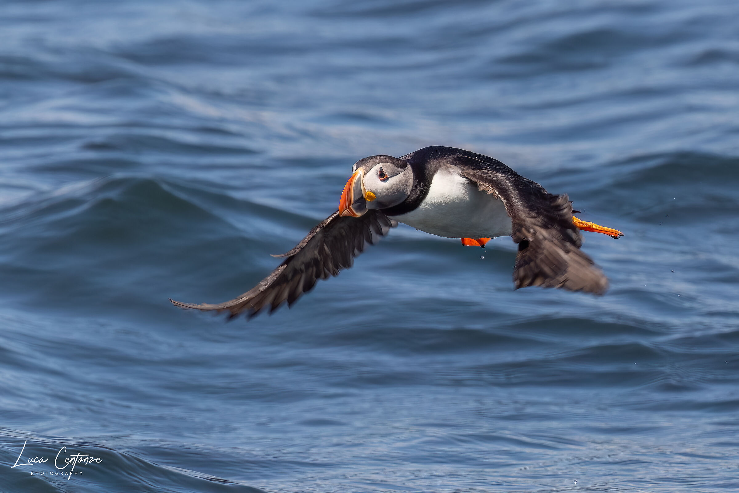 Atlantic Puffin (Fratercula arctica)