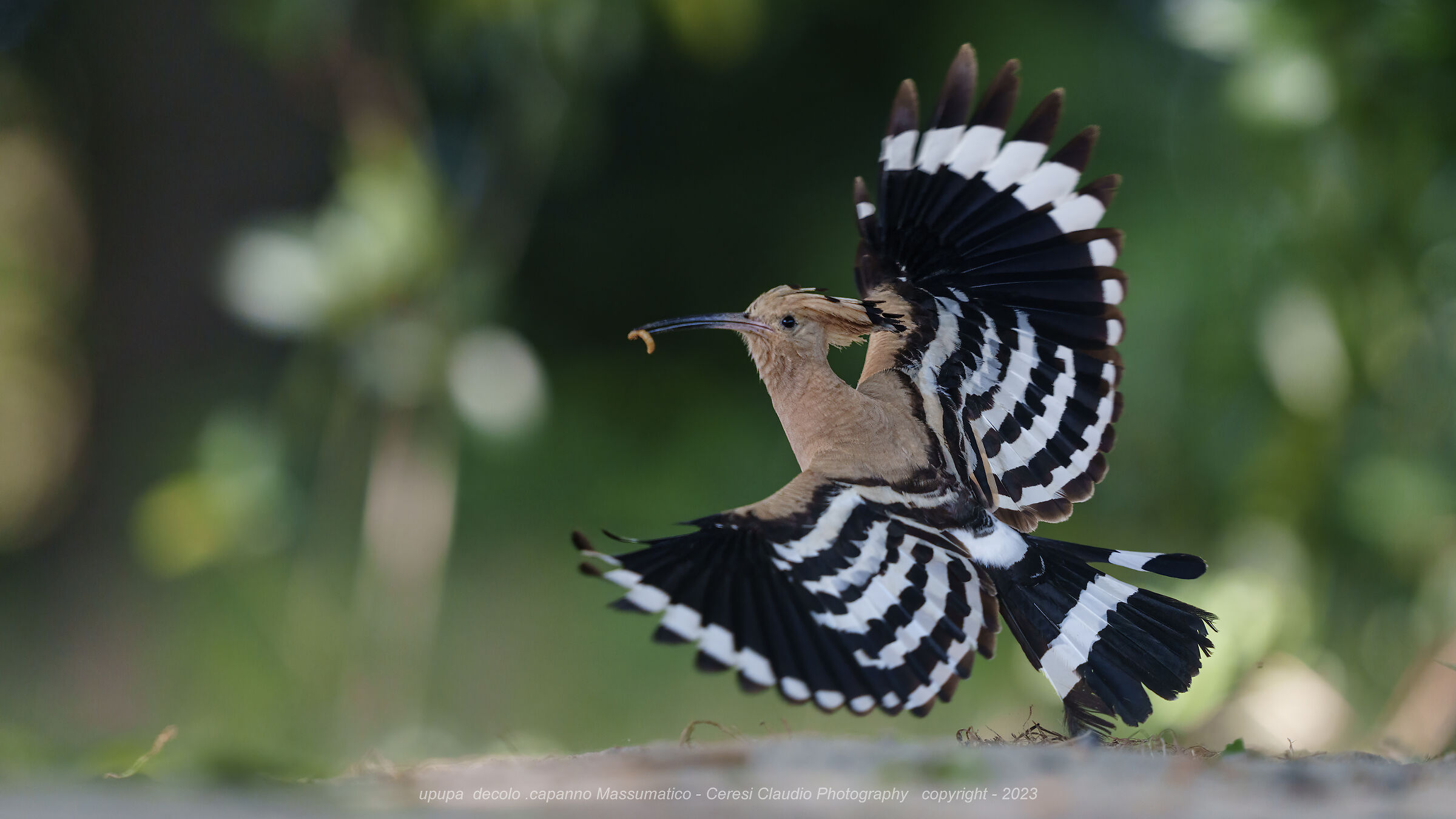 upupa in volo al capanno massumatico