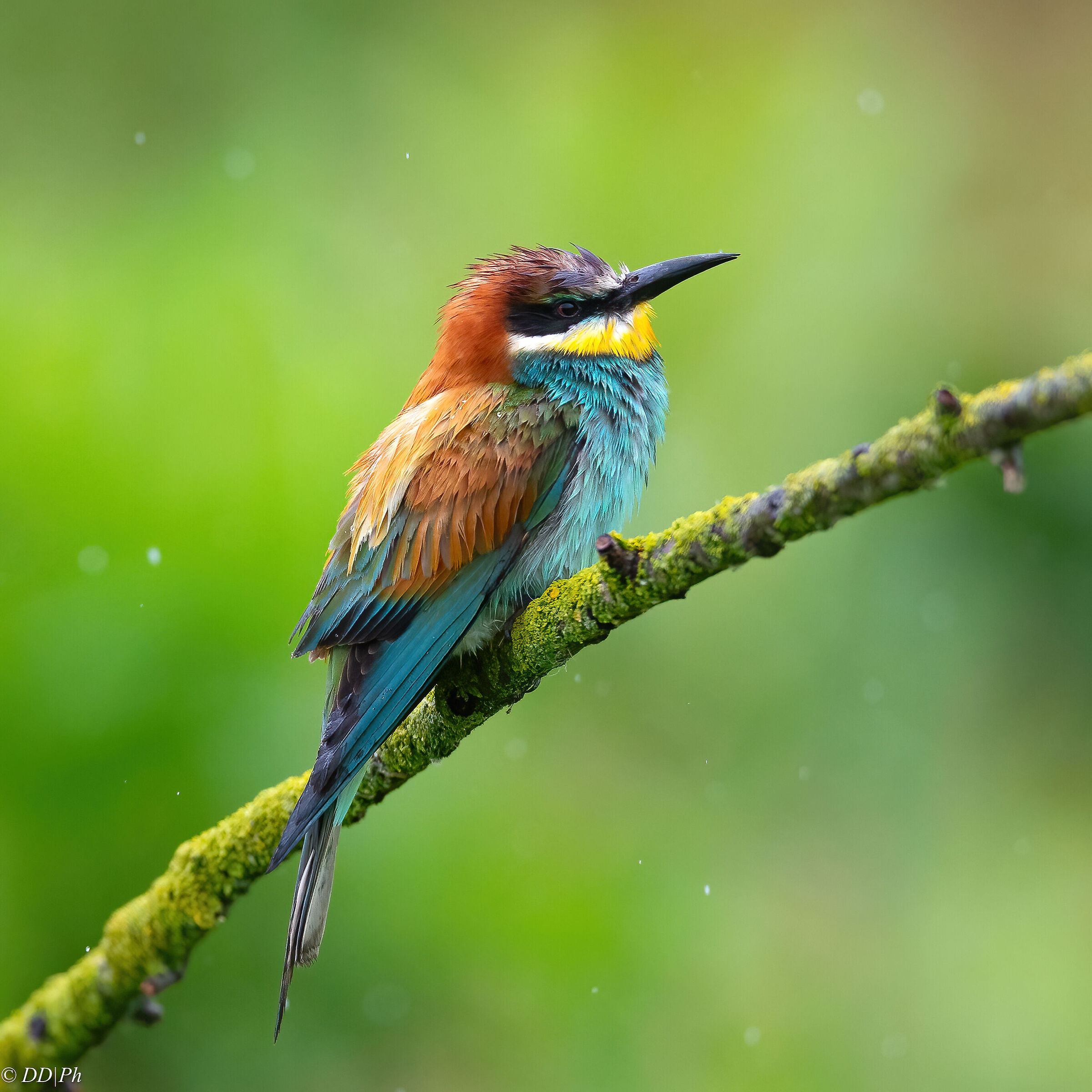 Bee-eater