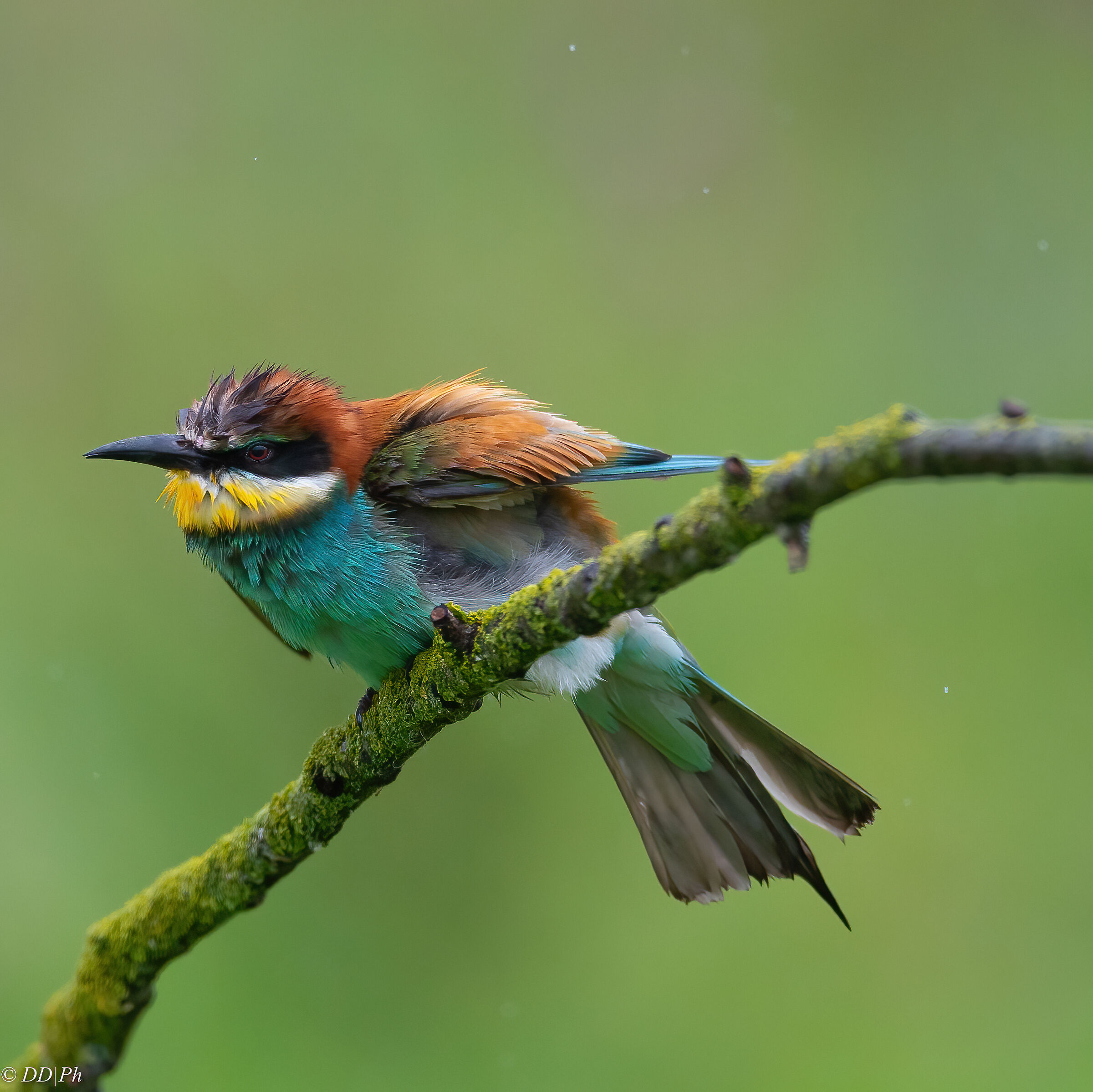 Bee-eater