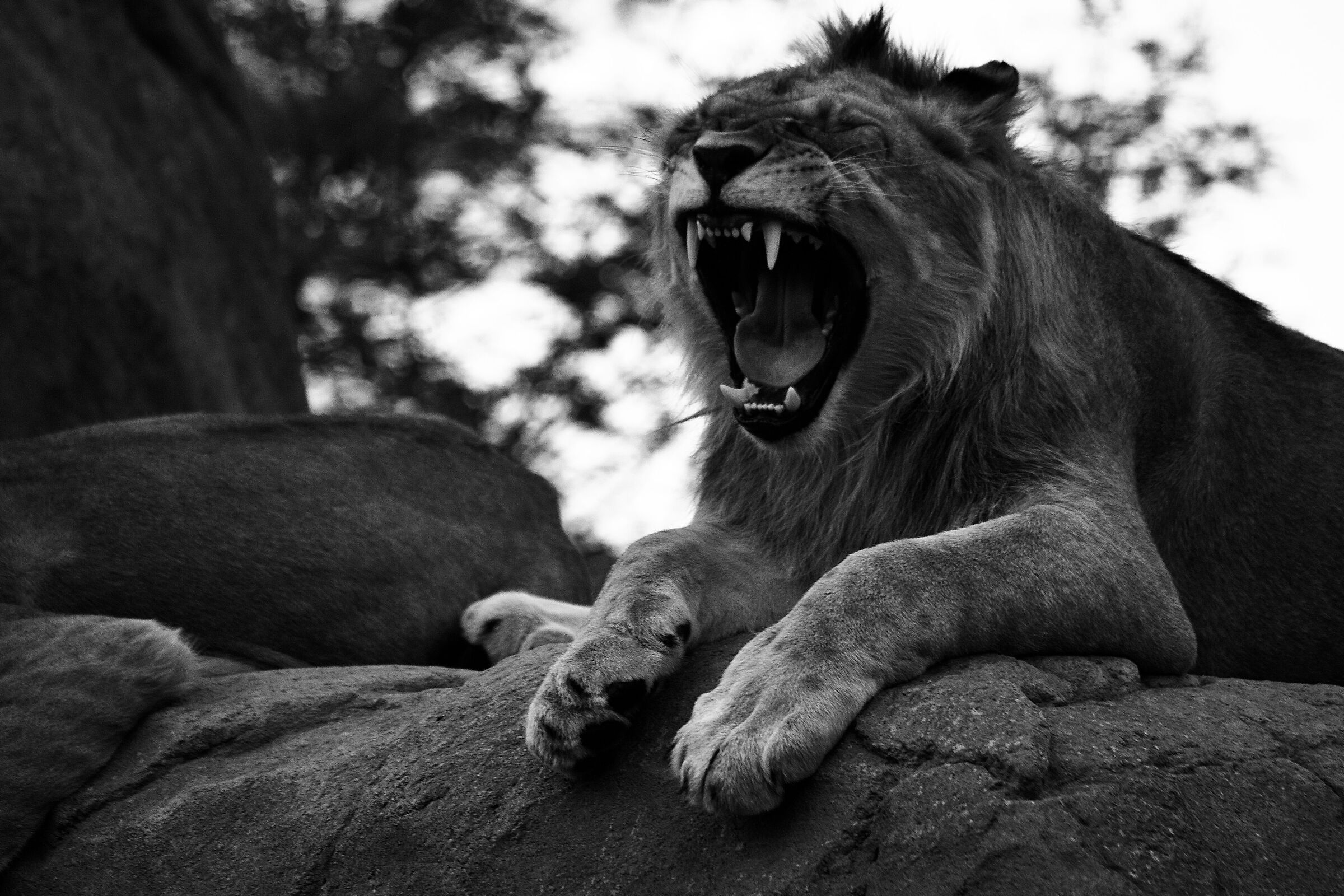 The king