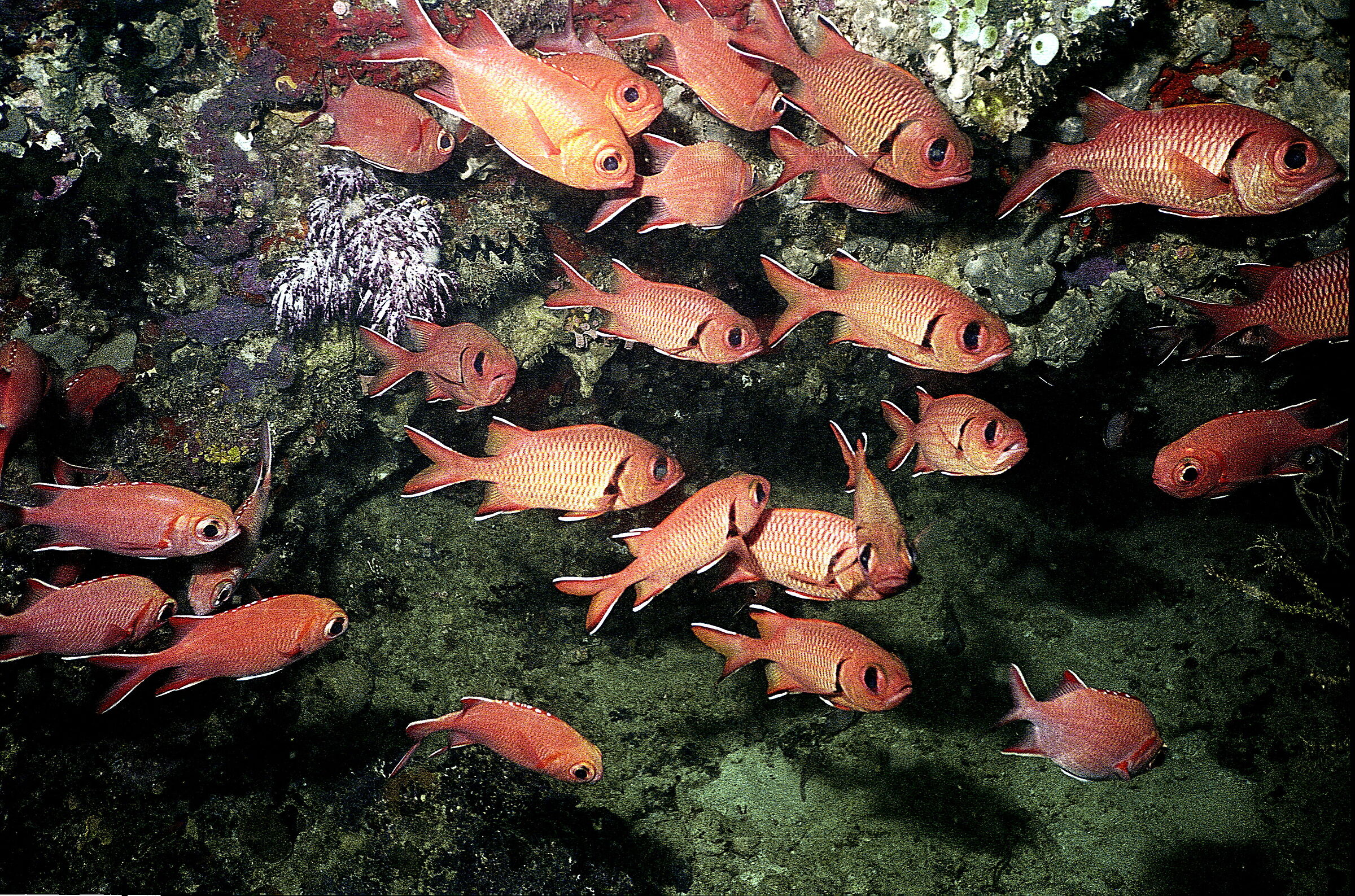 Maldives P Soldier (Myripristis murdjan)