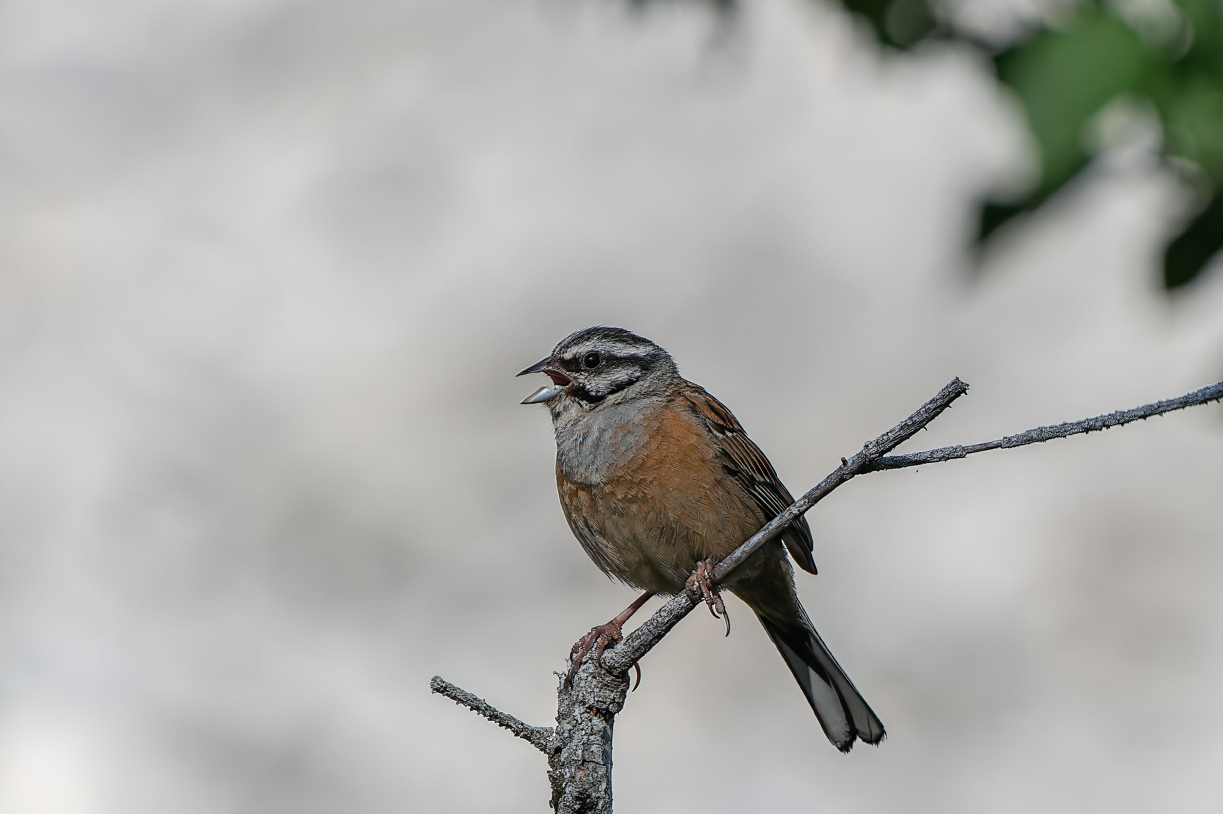 Muciatto bunting in song
