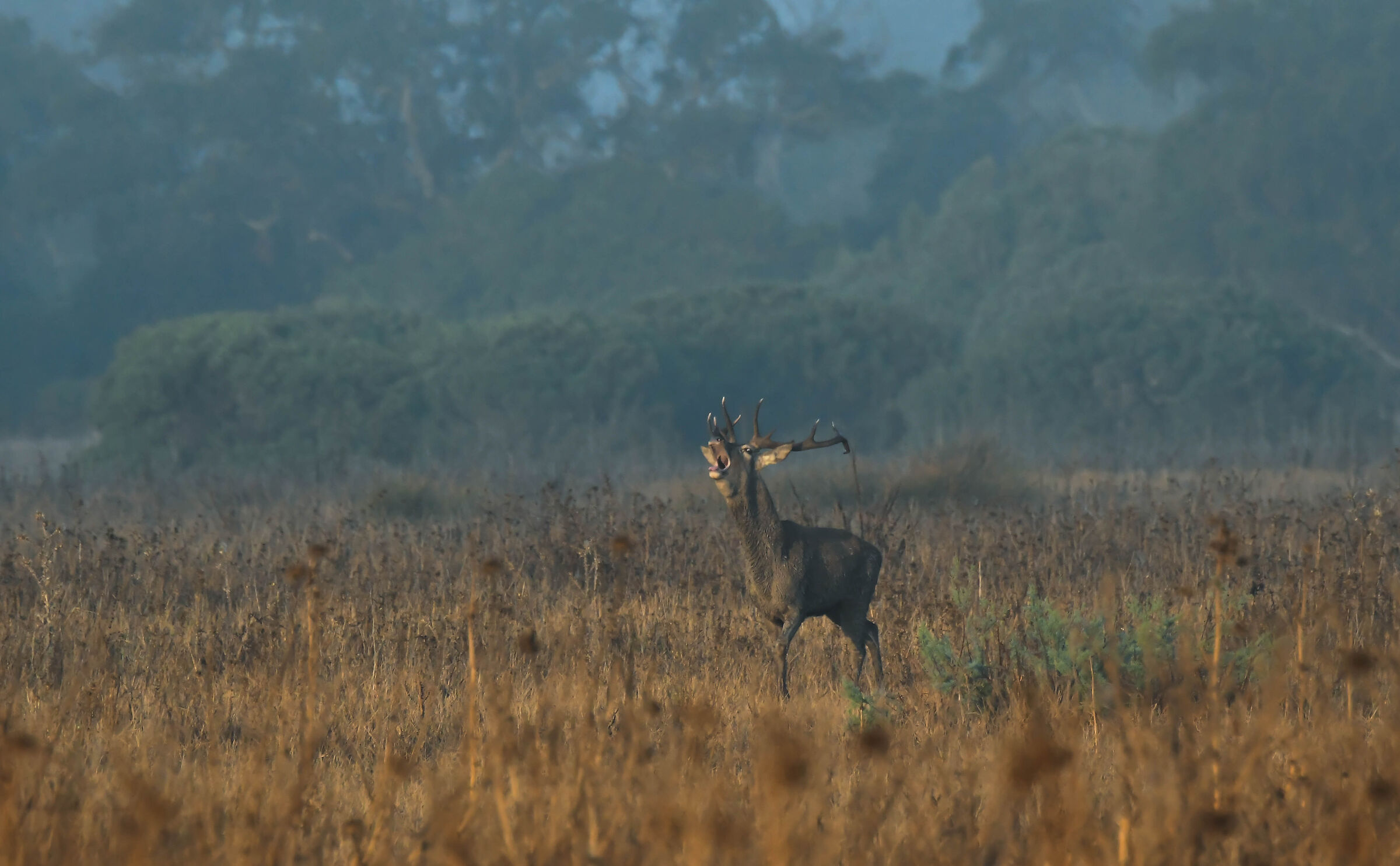 Parque Nacional de Doñana Settembre 2022b