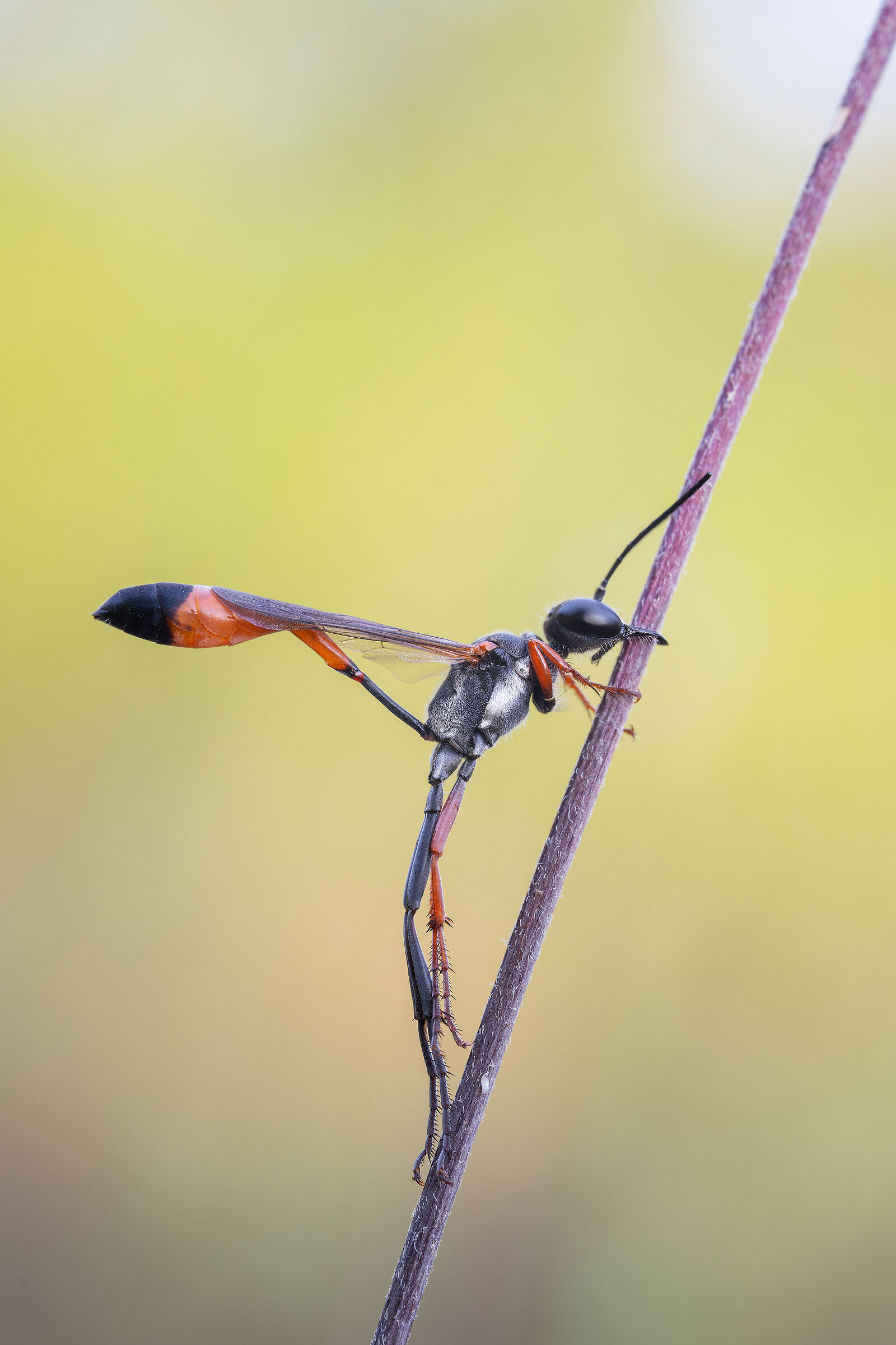 Ammophila sp.