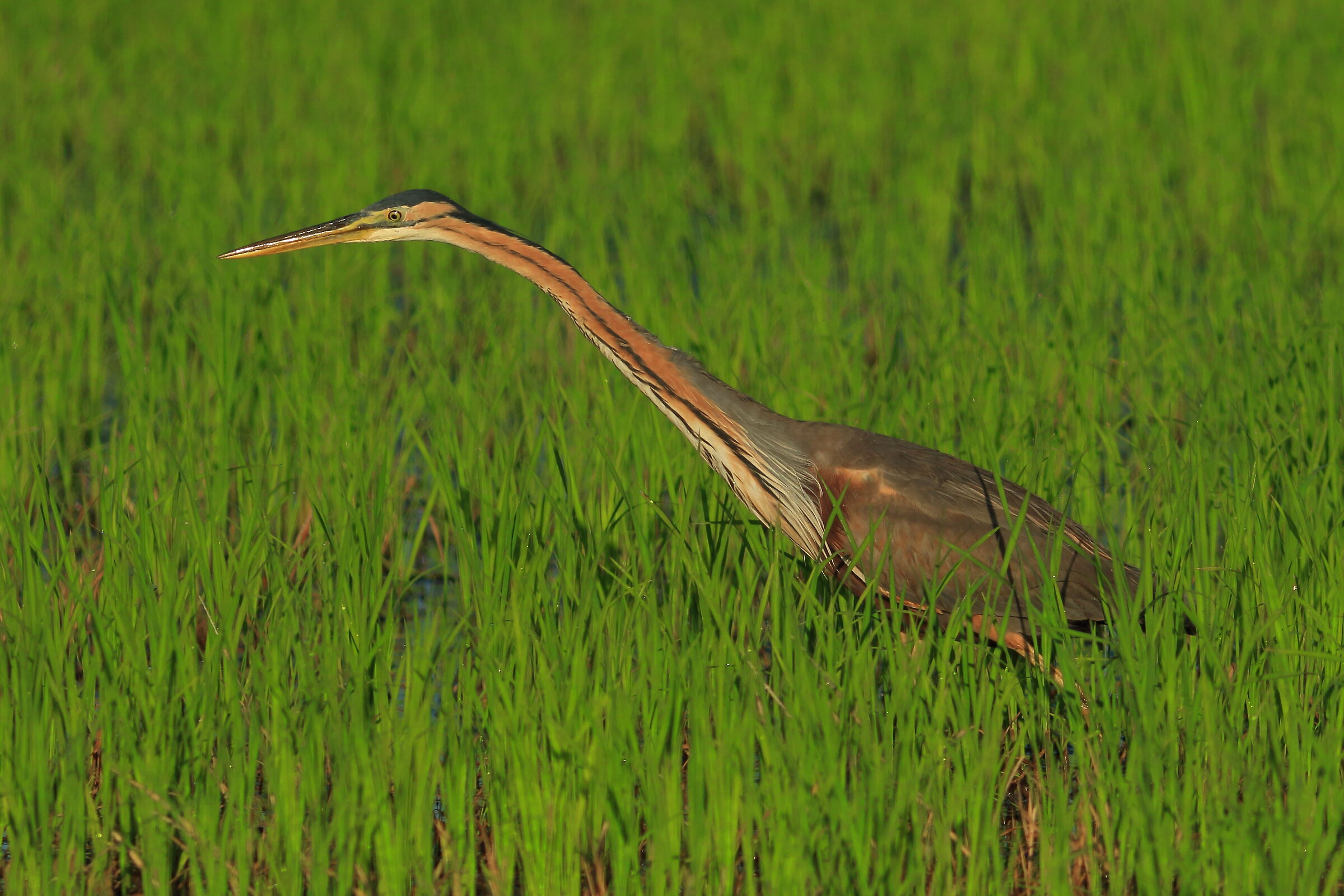 purple heron