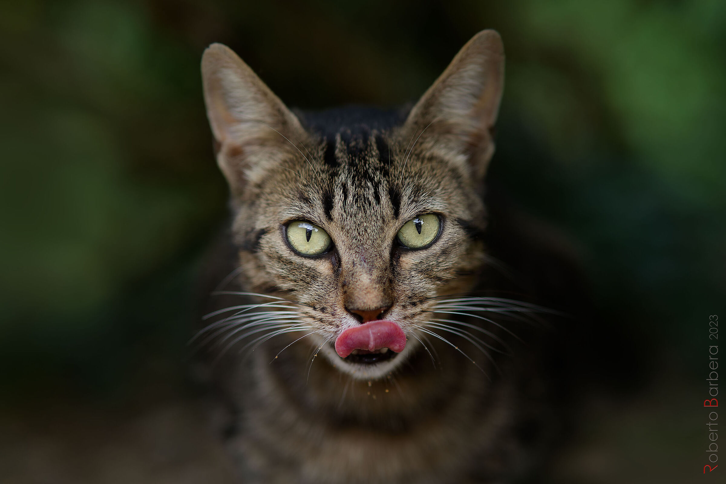 la gattina Mini