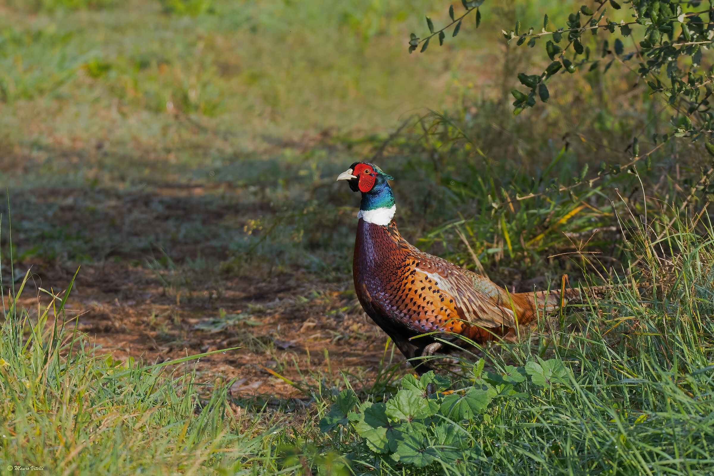 Male pheasant