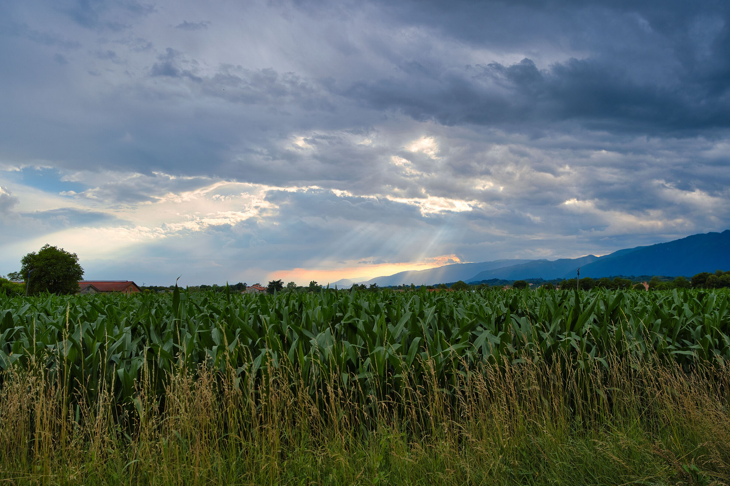 Growing maize