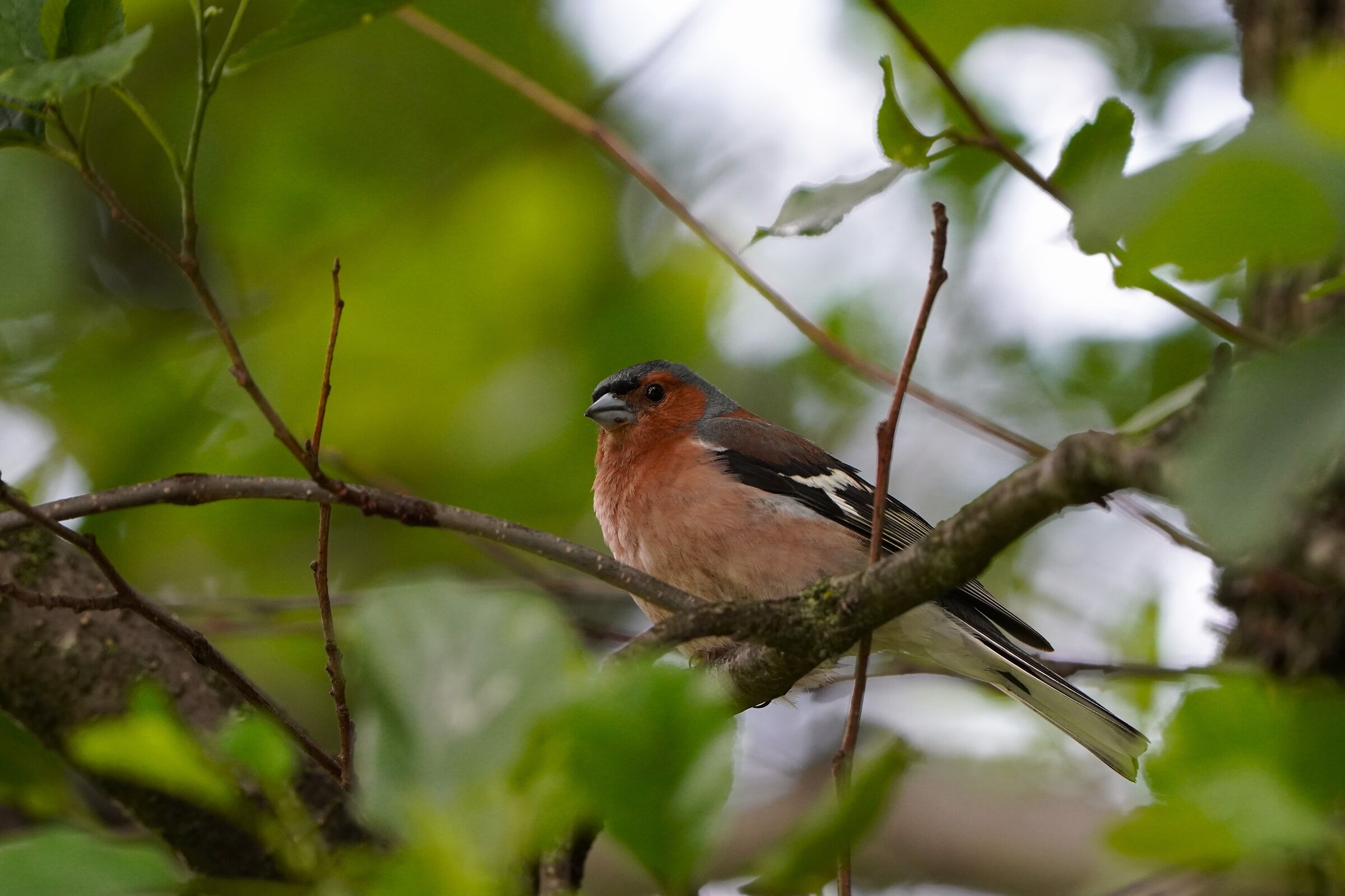 Watching chaffinch