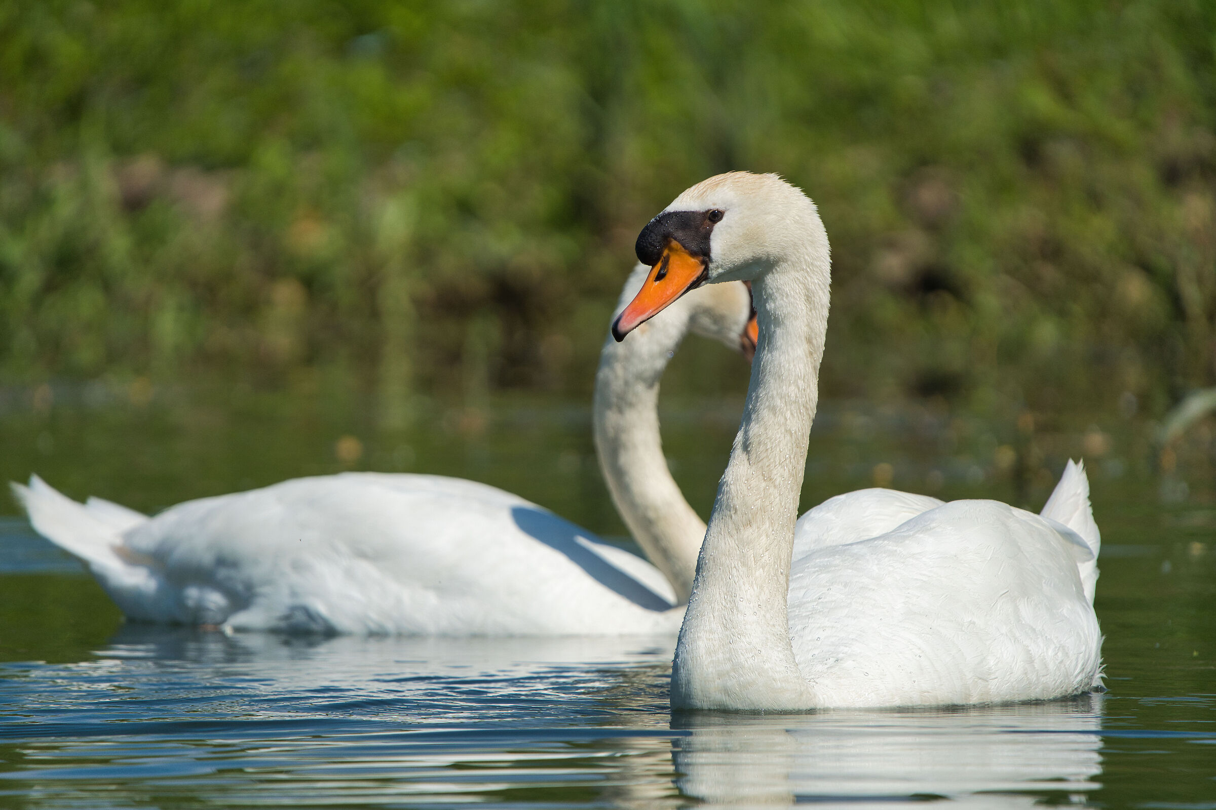 Swans of the Sile