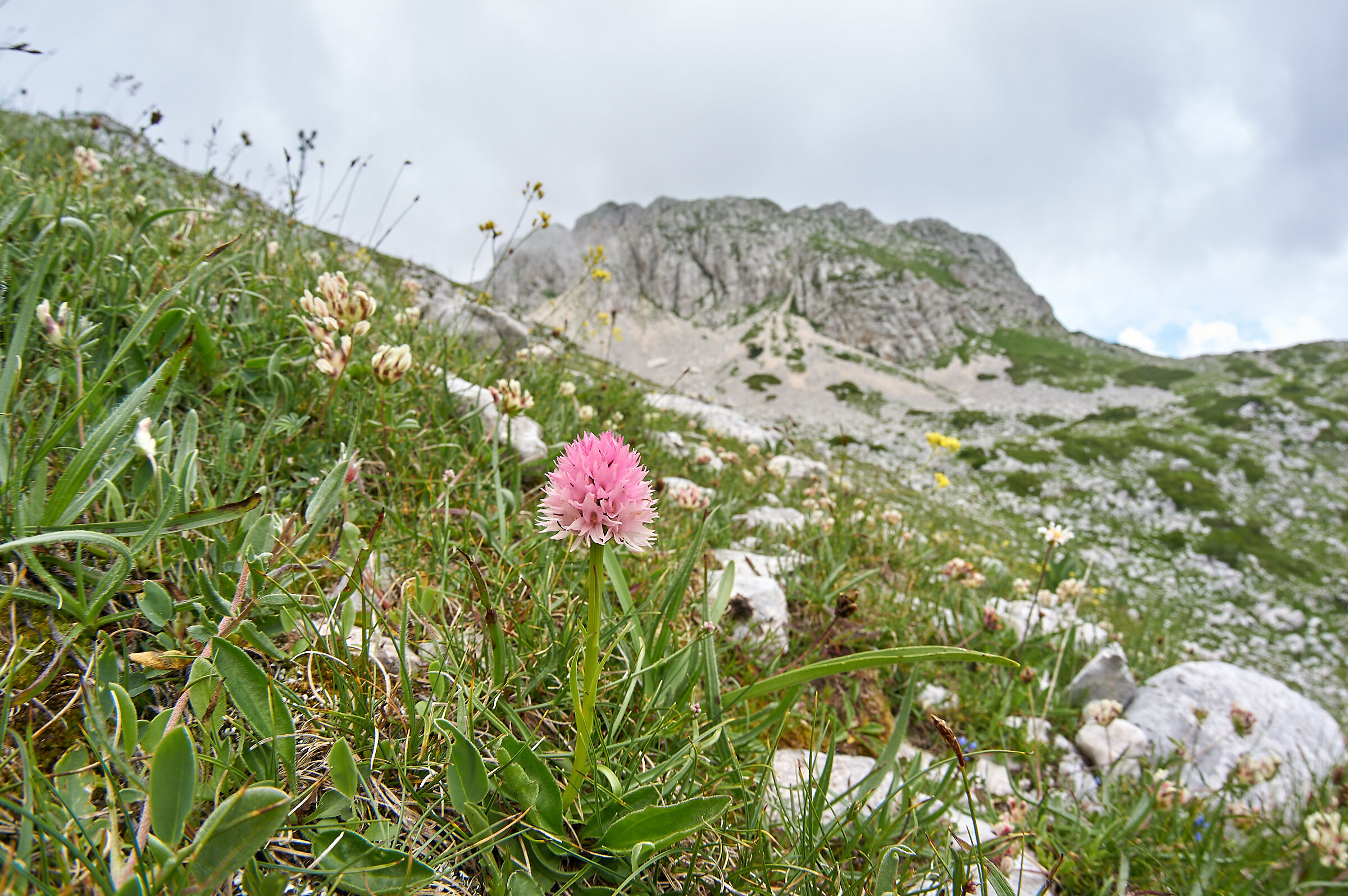 Un tocco di rosa
