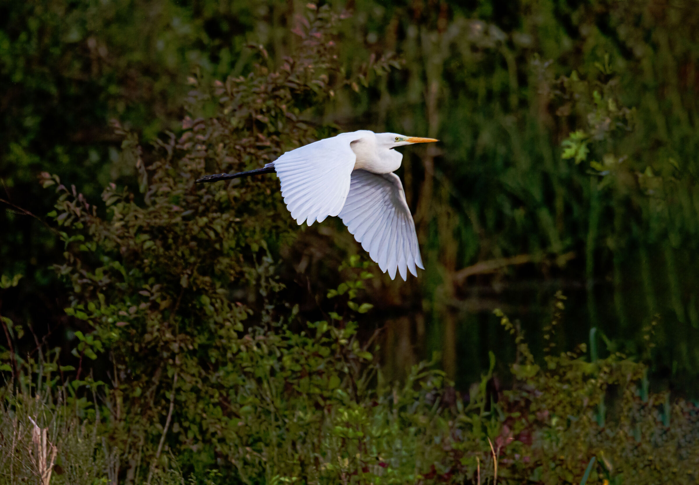 Great white heron