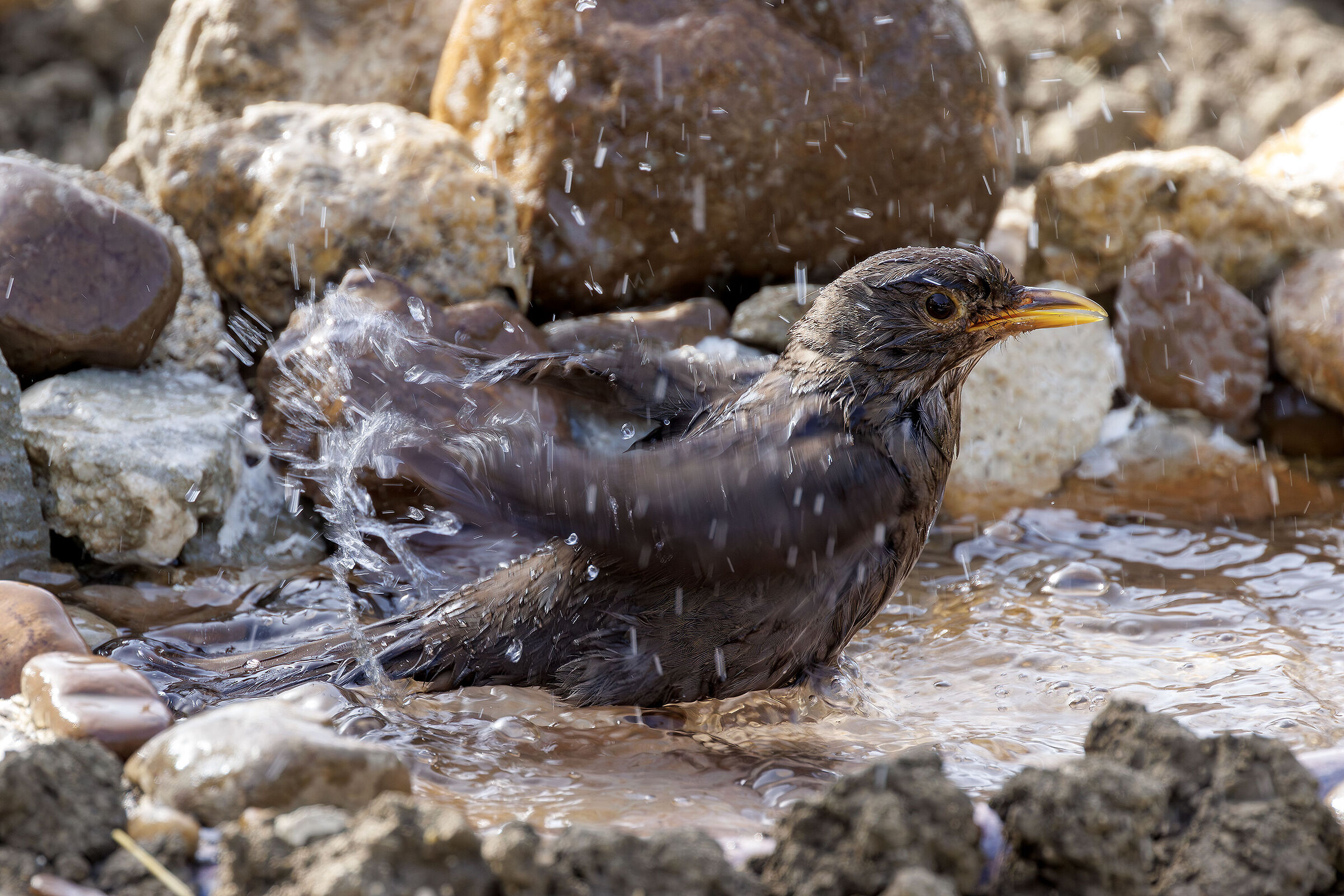 Senza Titolo