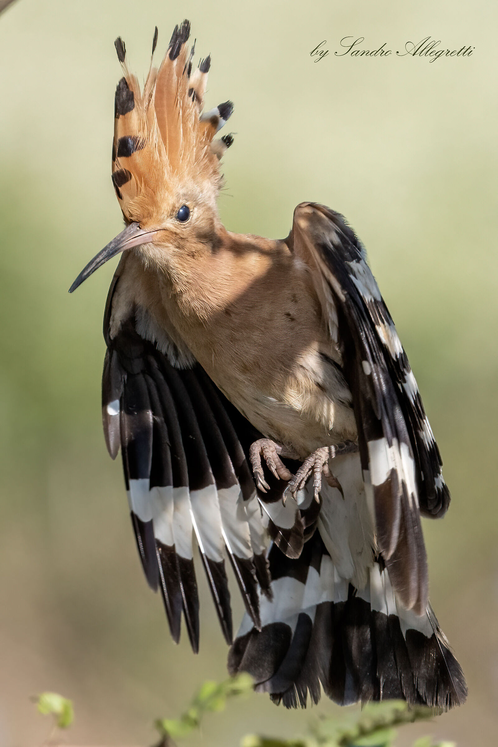 Upupa epops