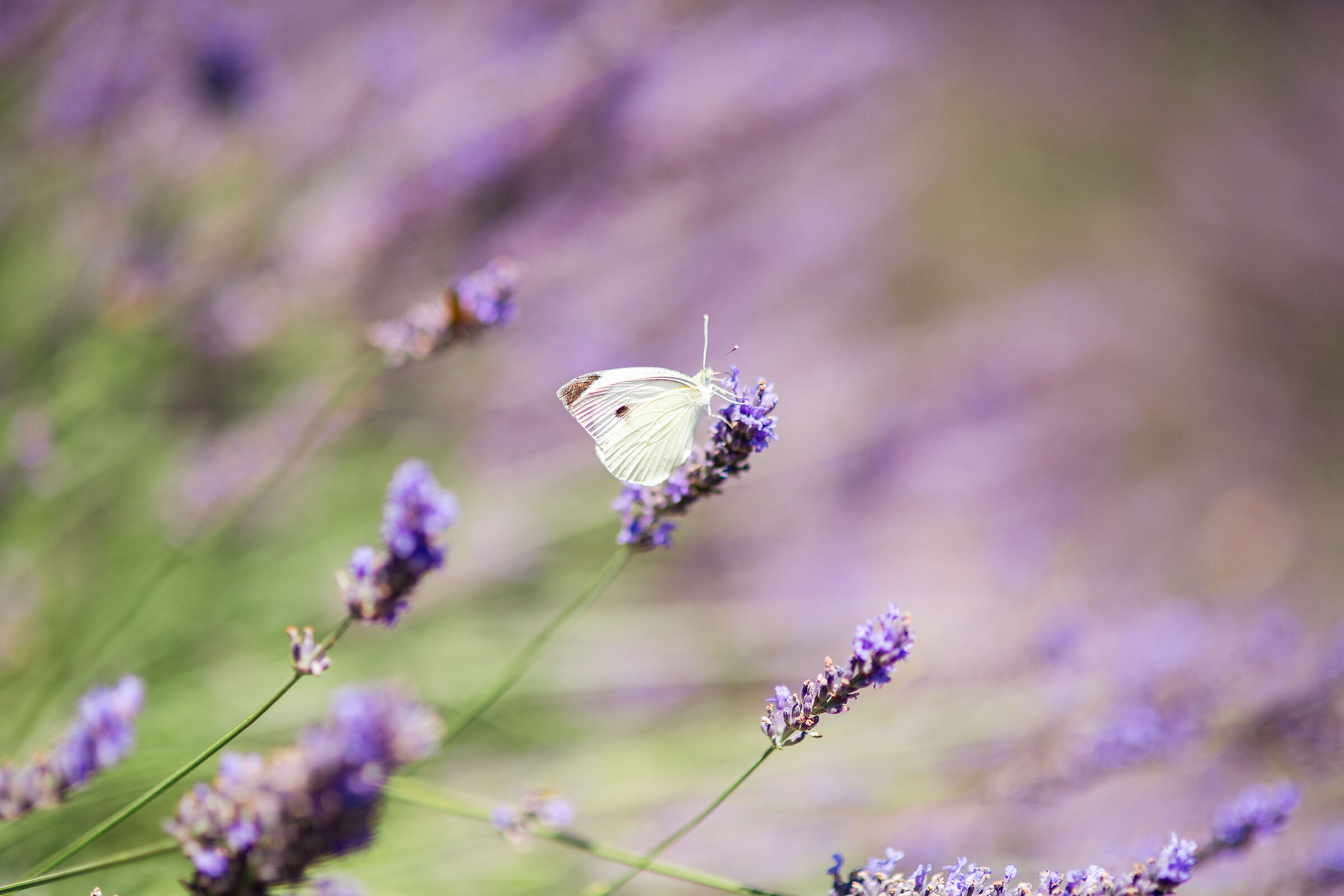 Lavender