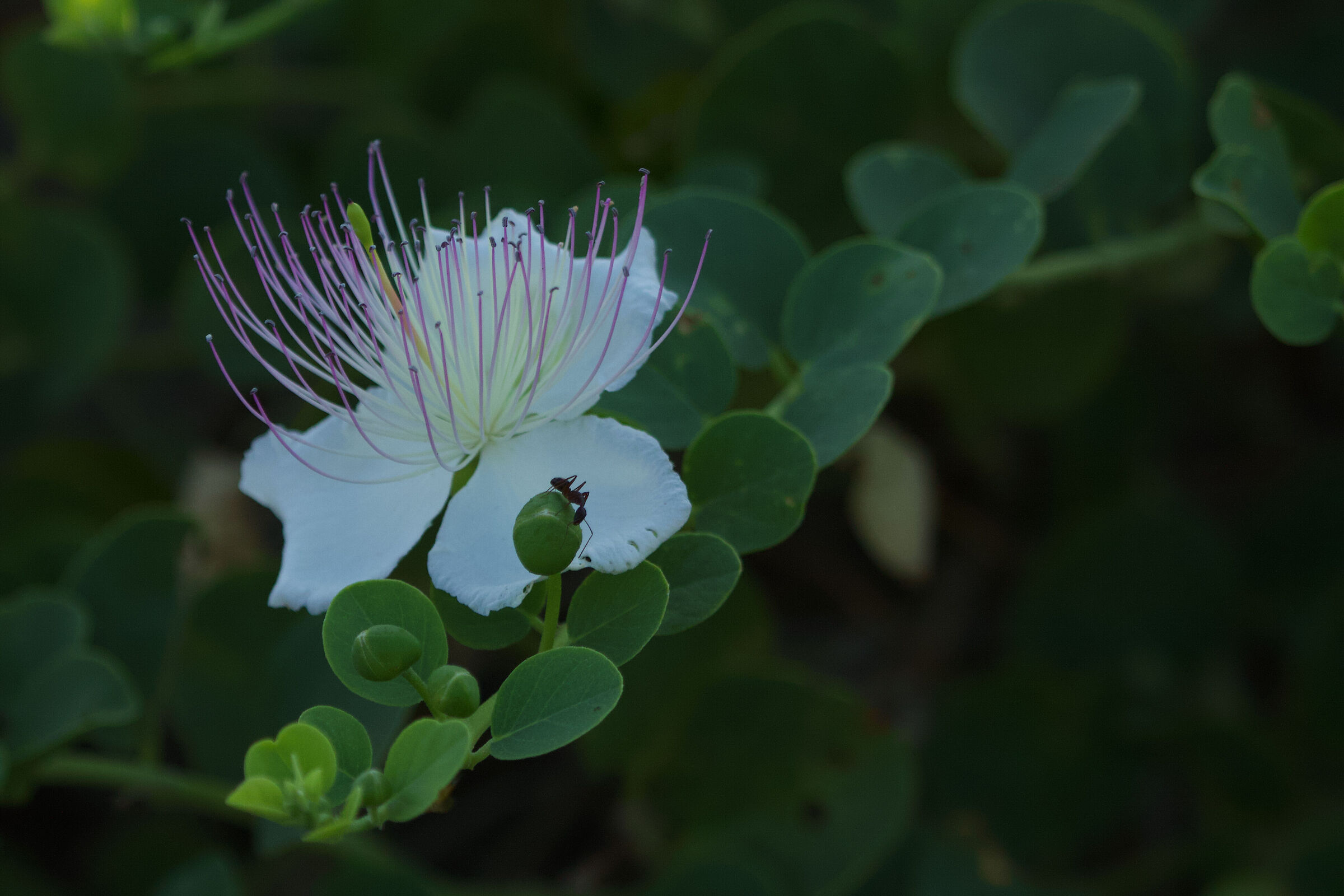 Il cappero e la formica