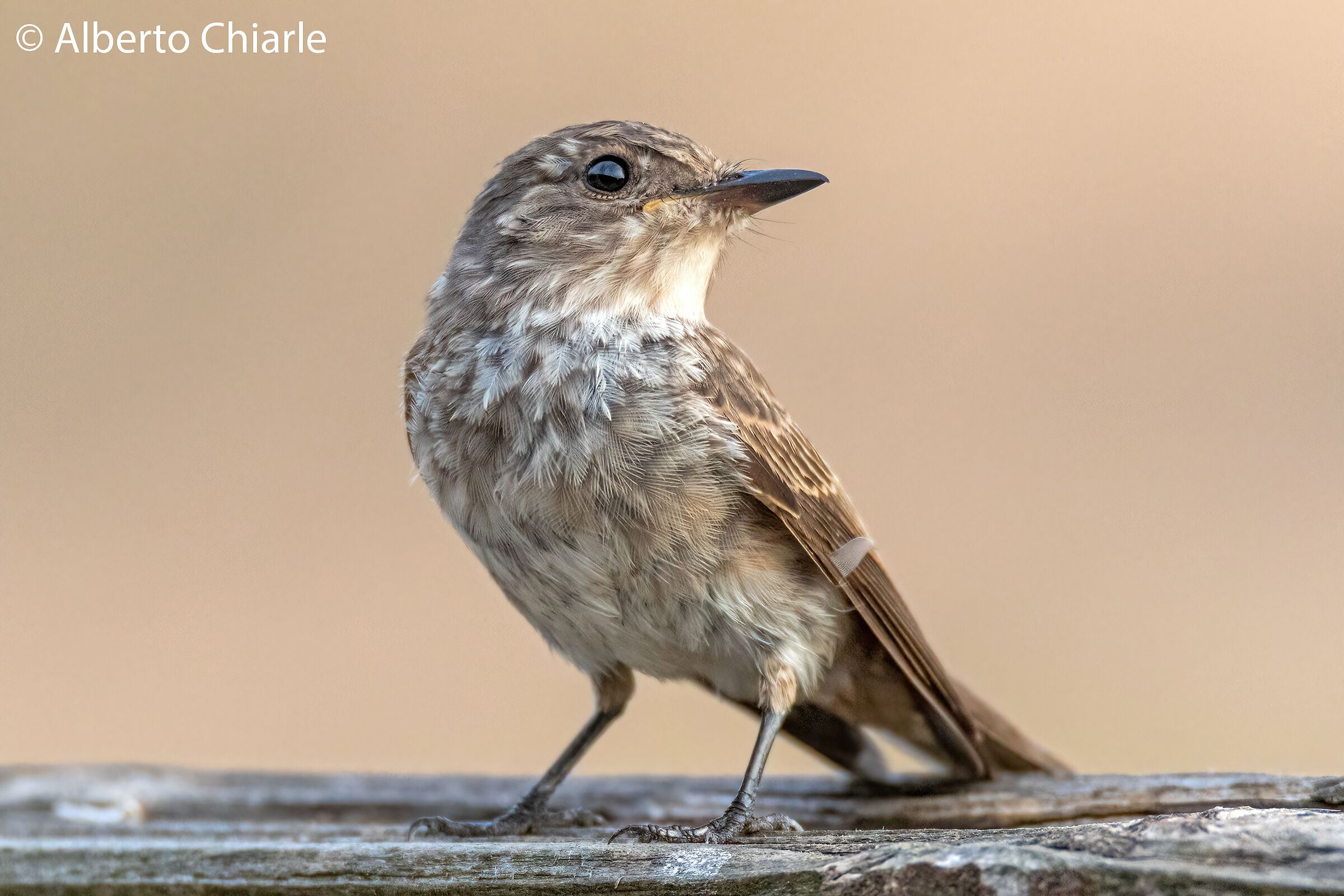 Pigliamosche mediterraneo (Muscicapa tyrrhenica)