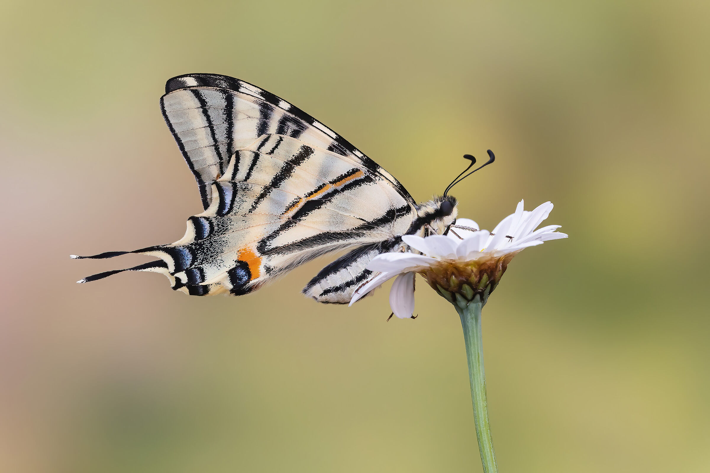 Scarce swallowtail