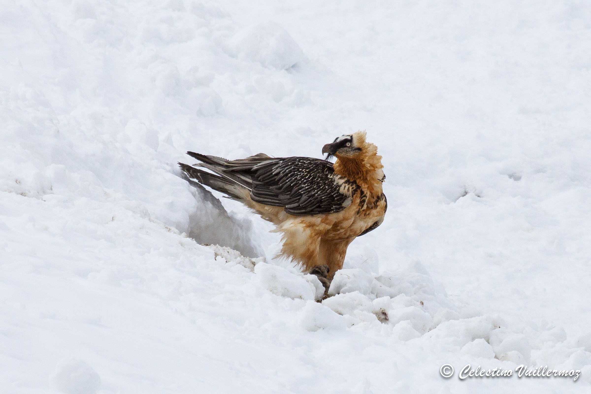 Bearded Vulture