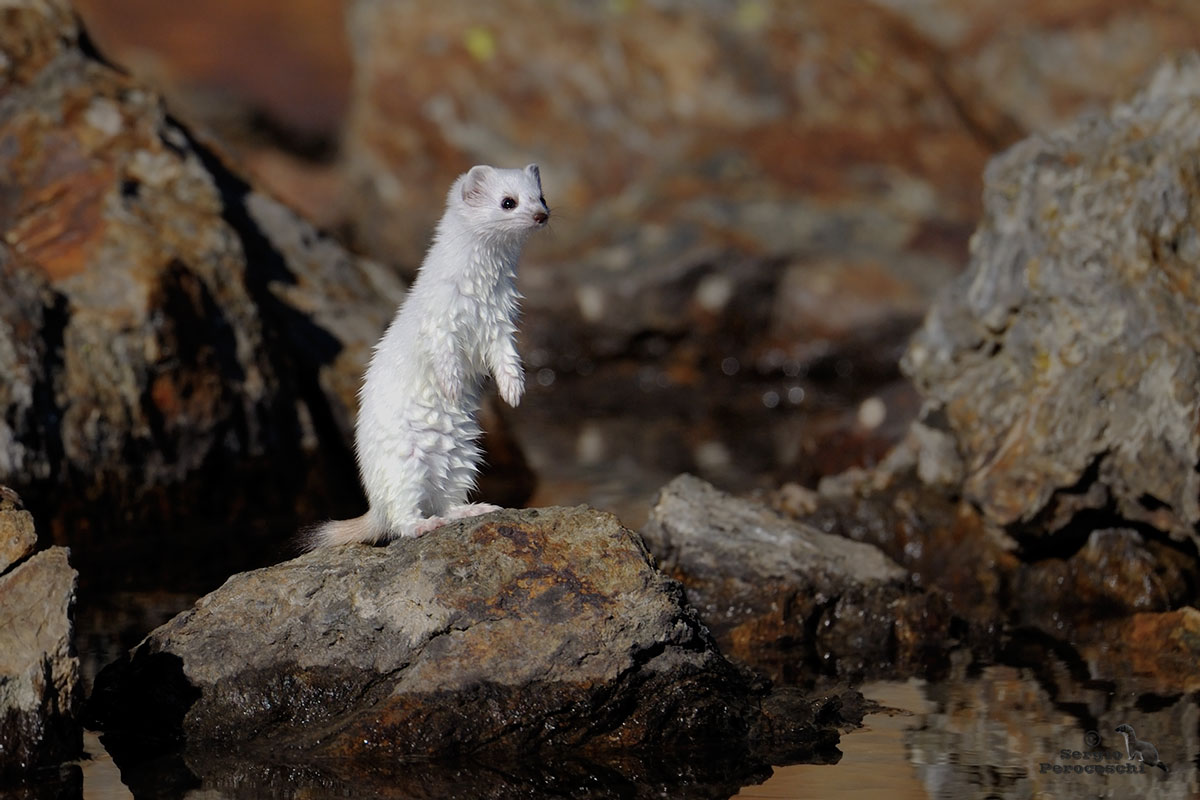 Wet ermine lucky photographer :-)