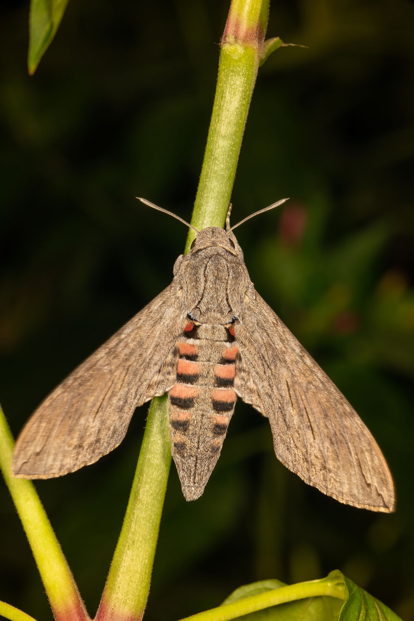 I bellissimi colori dell'Agrius convolvuli