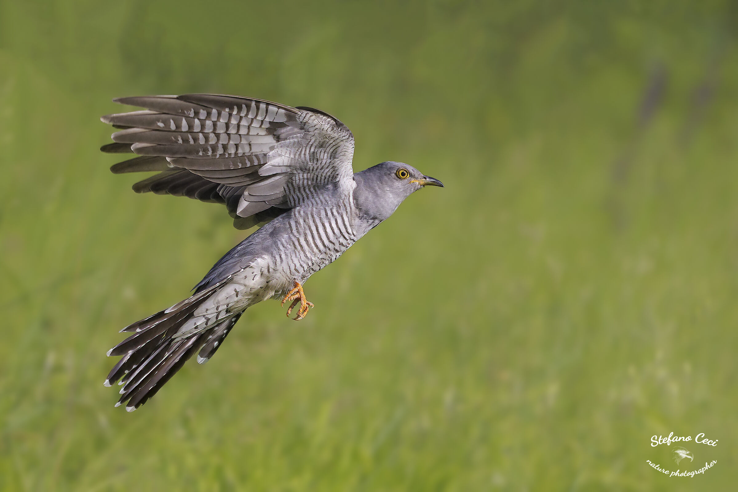 Cuckoo in flight