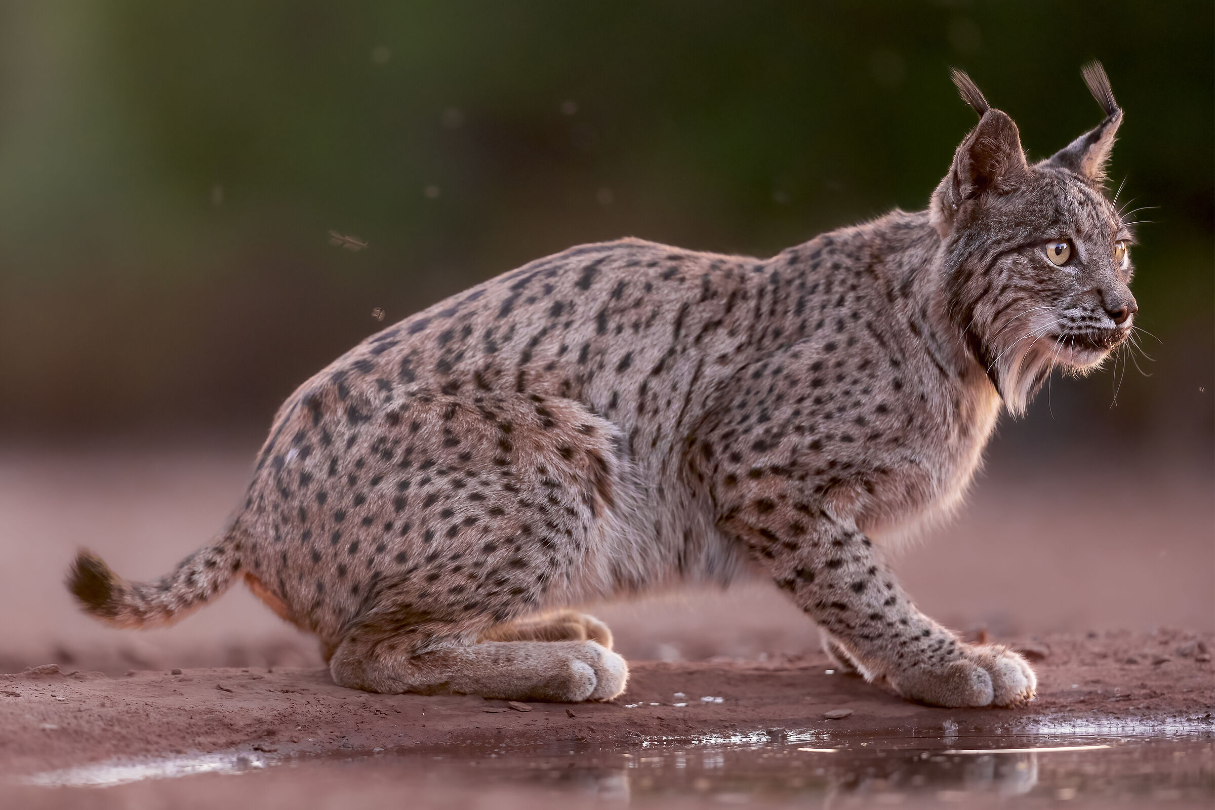 ... ready to hunt...