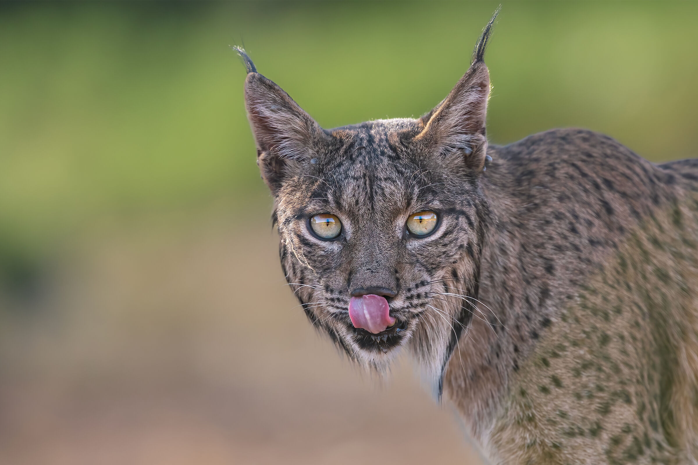 Iberian lynx (portrait)