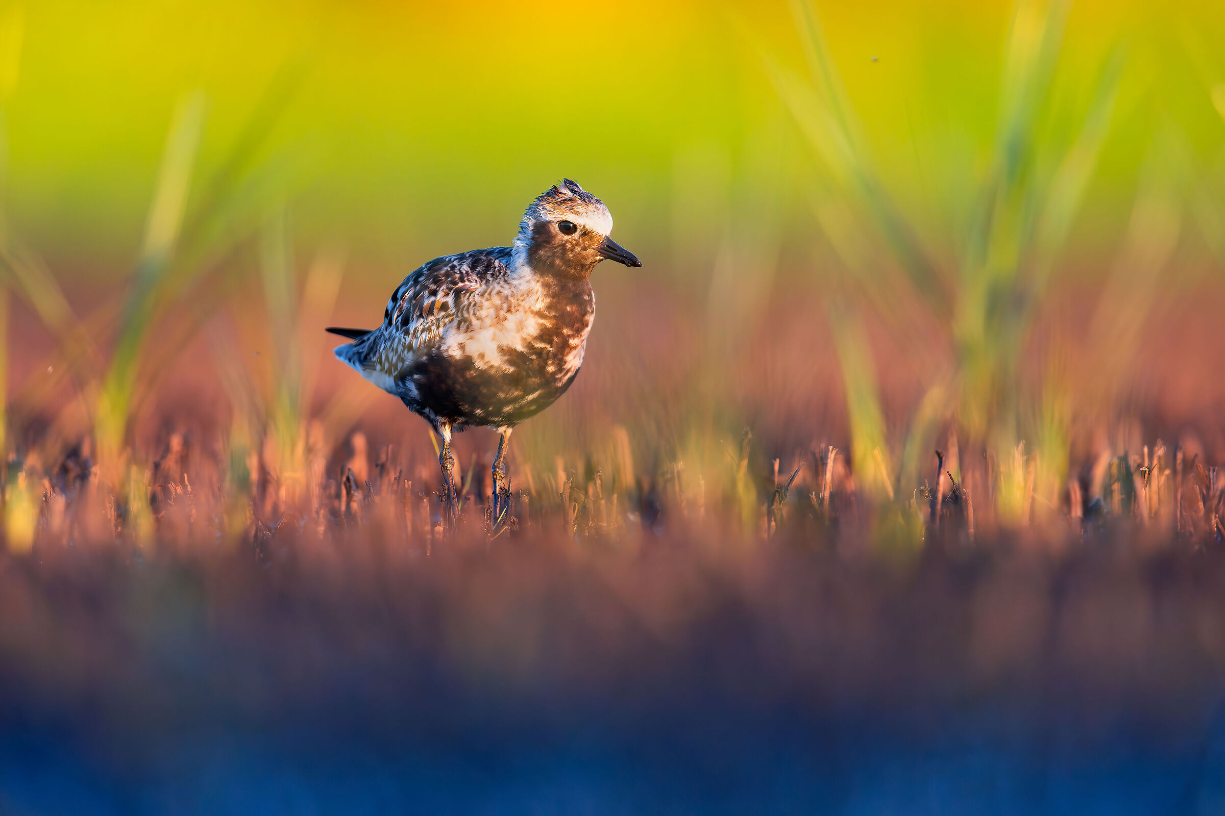 Grey plover