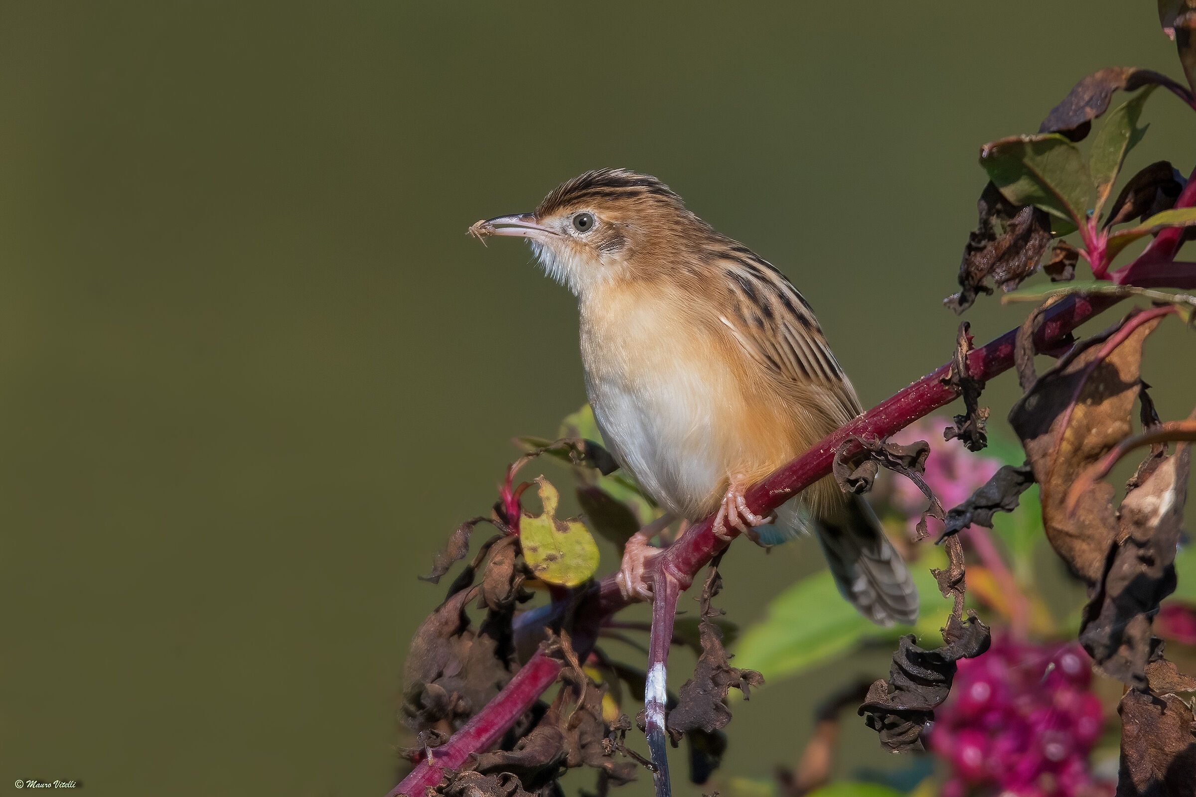 Snipe (Cisticola juncidis)