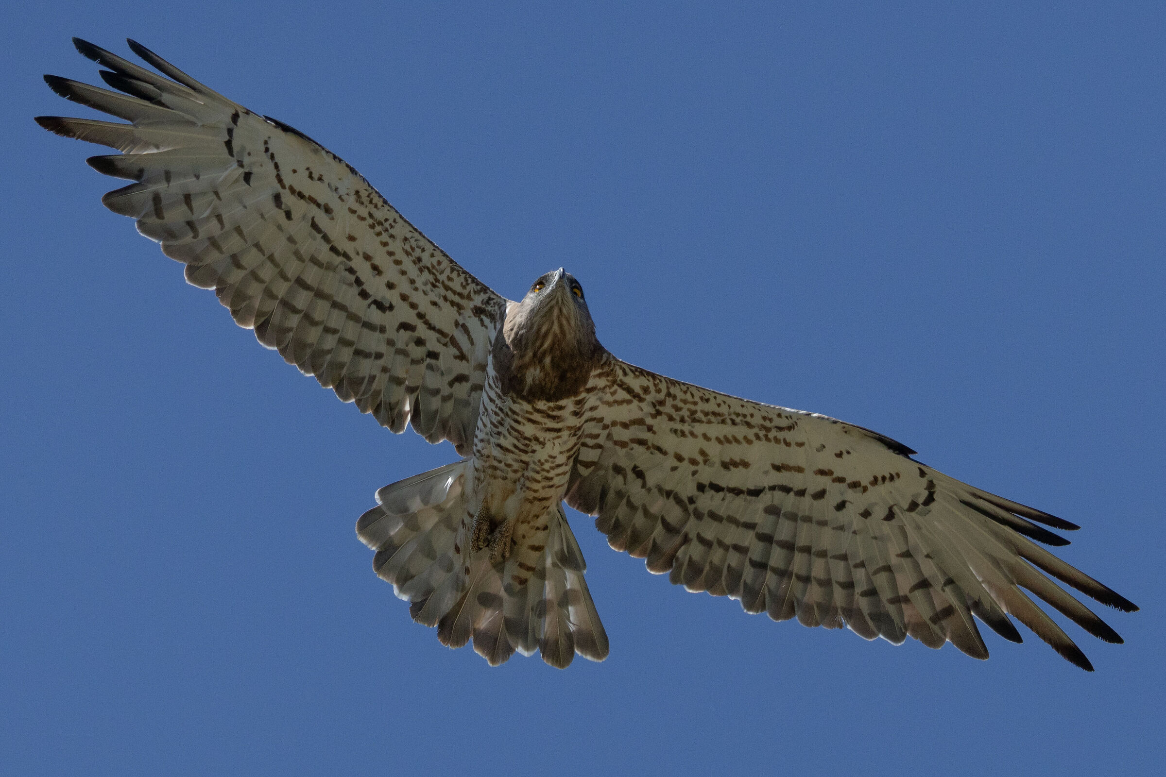 harrier eagle