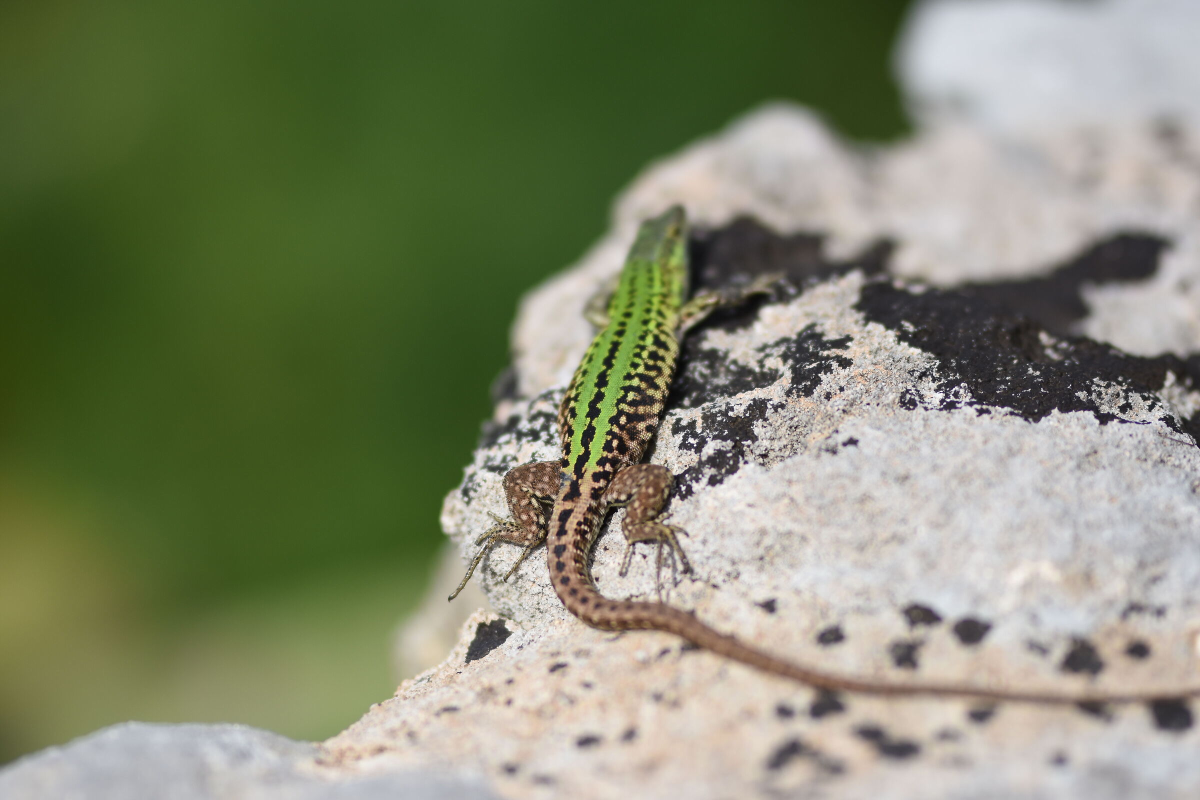 " @ F. 1.4 ", Sigma 85, 1.4 Art, Nikon D 7200