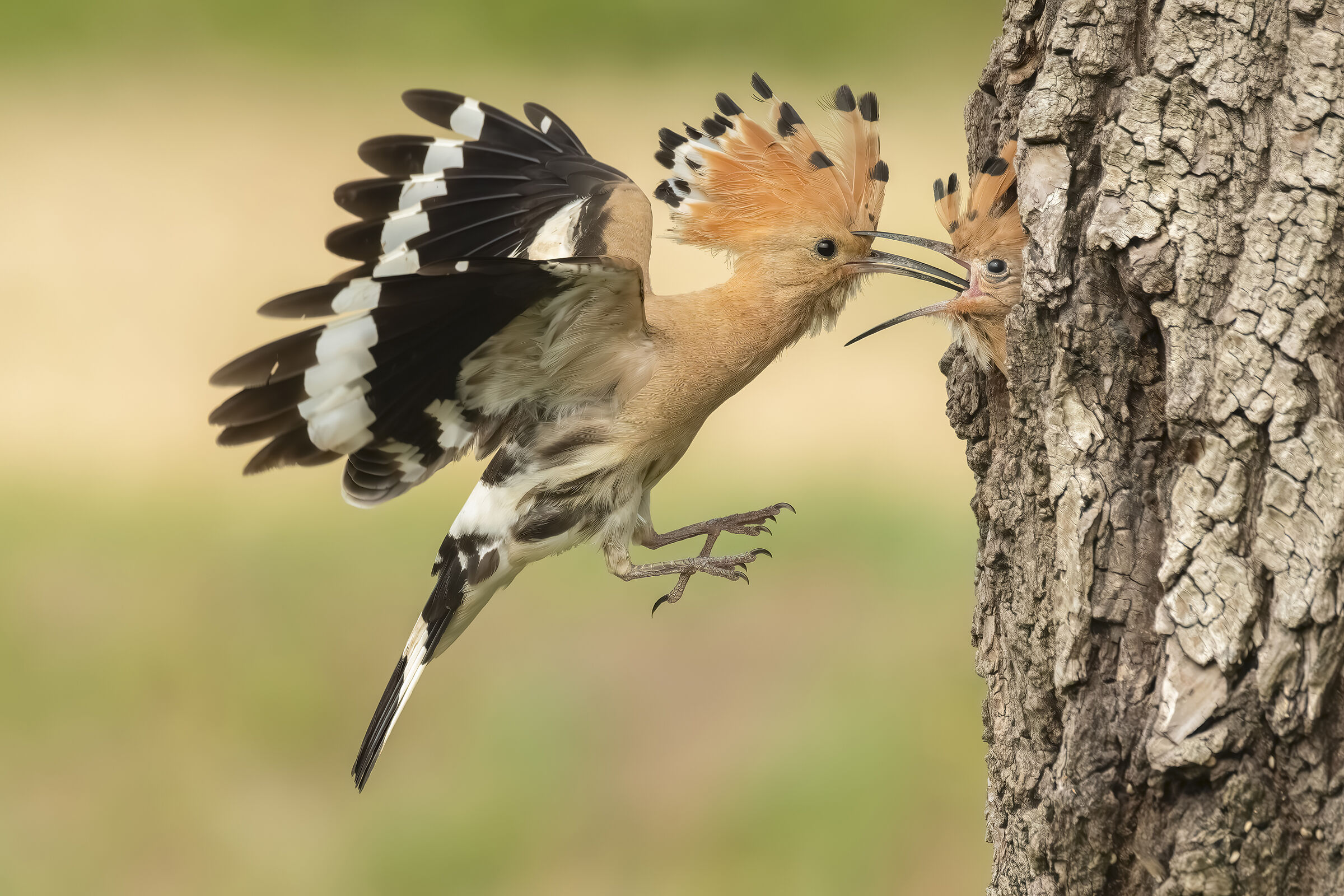 Hoopoe