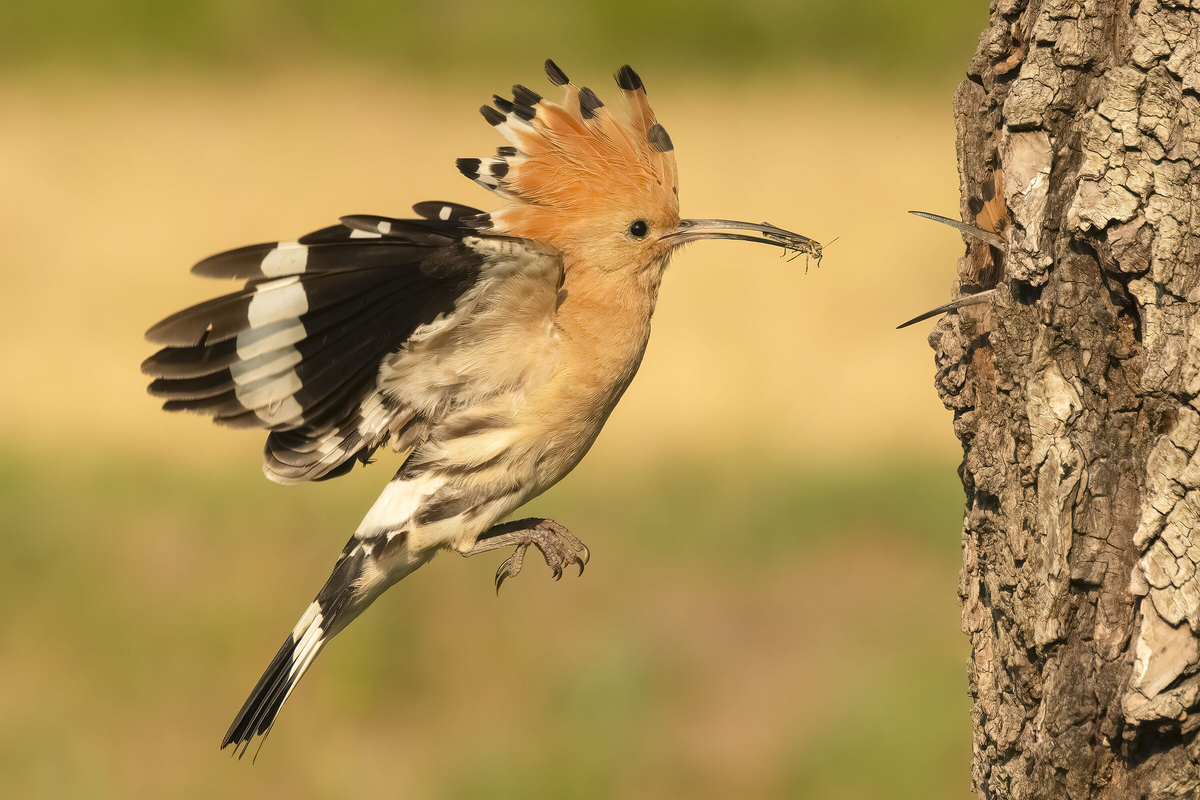 Hoopoe