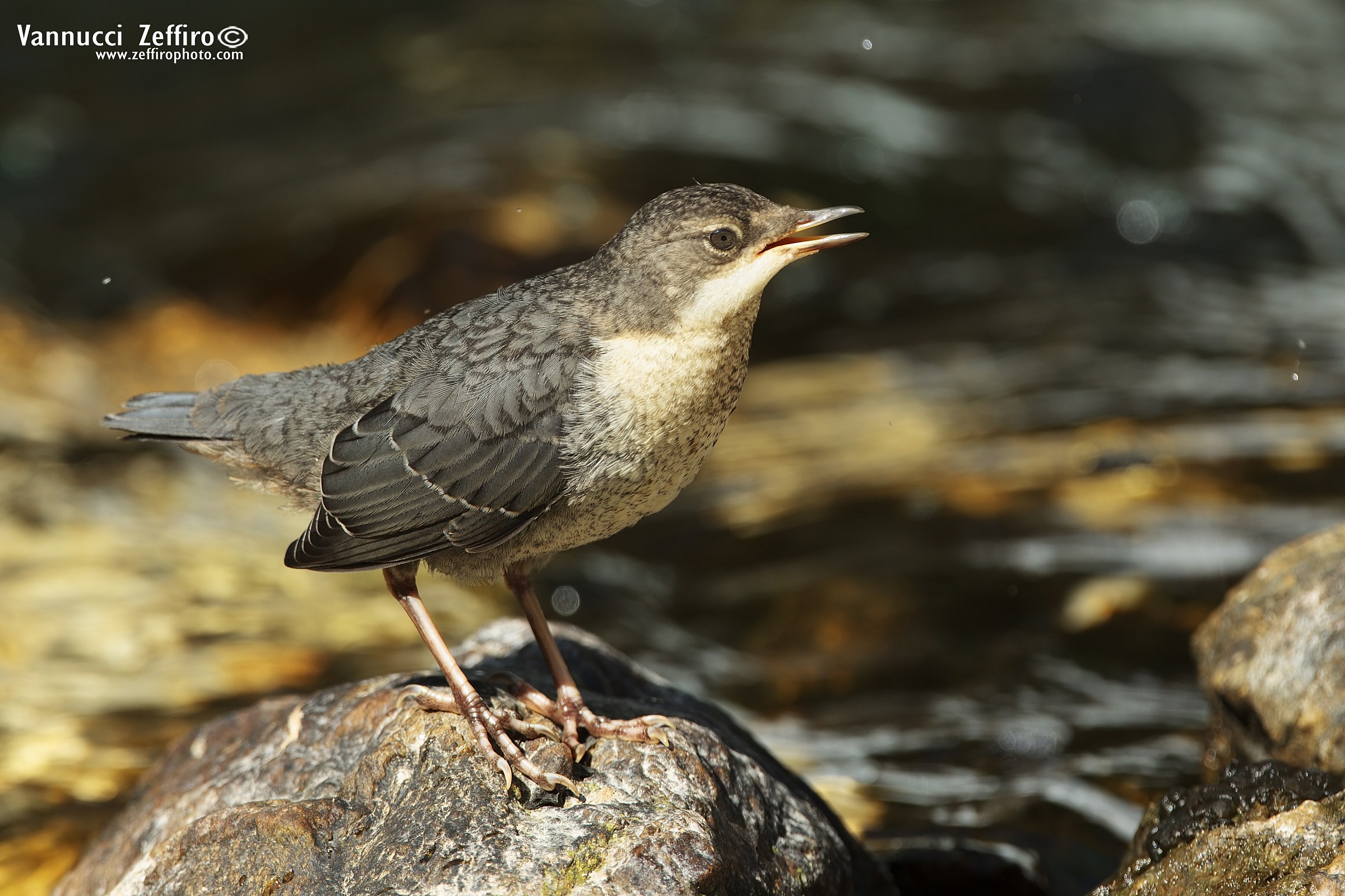 Merlo acquaiolo ritratto di pullo