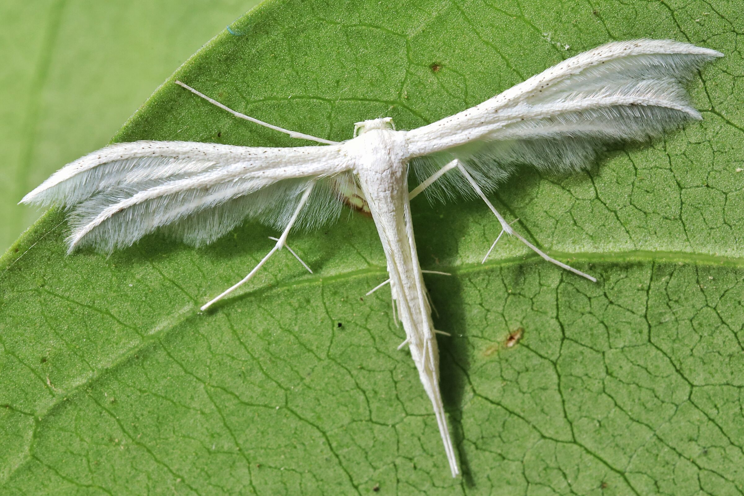 Pterophorus pentadactyla