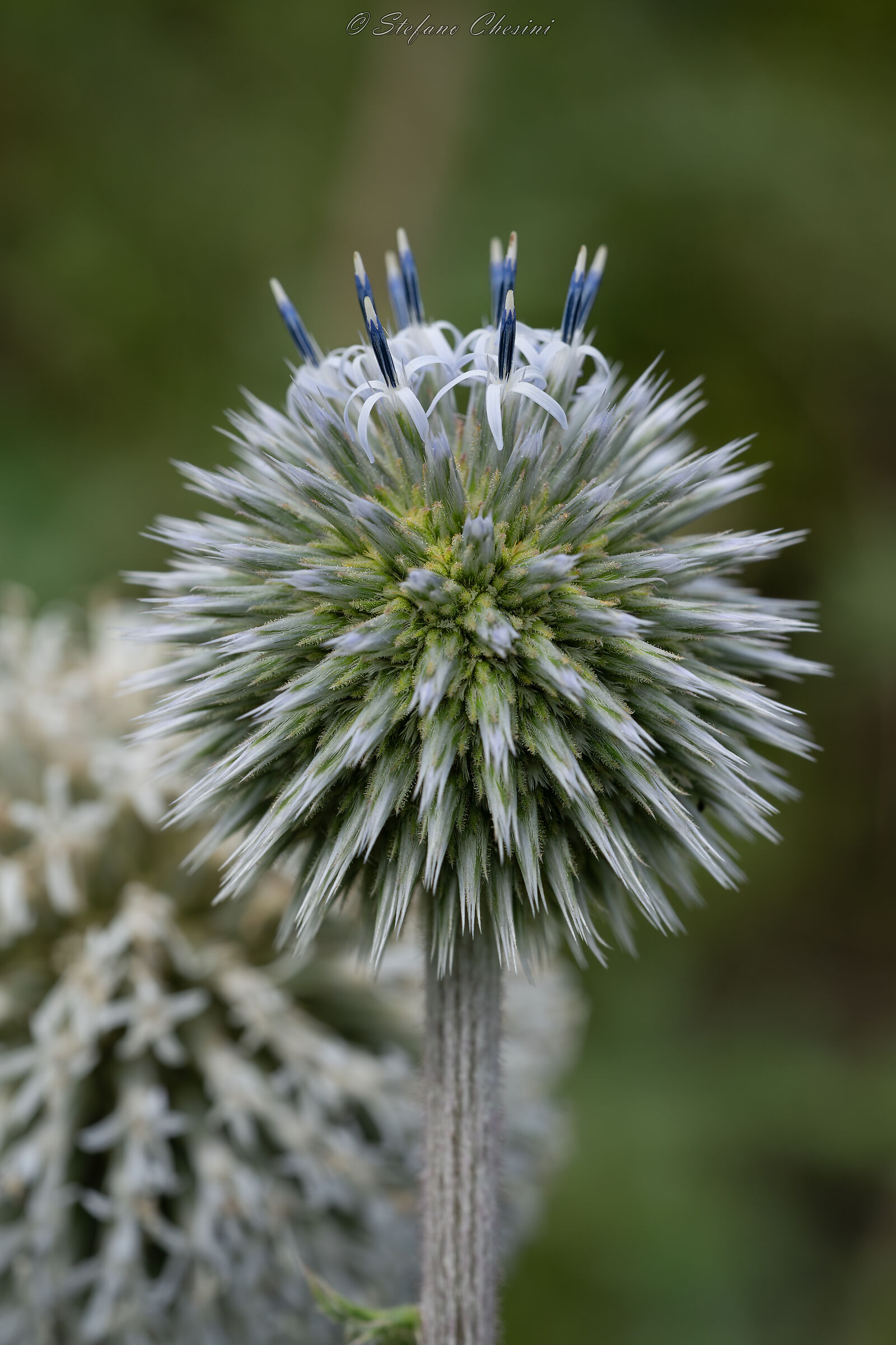 Cardo pallottola world